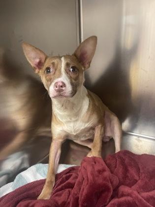 Mistletoe, Adoptable, Adult Female Chihuahua & Basenji.