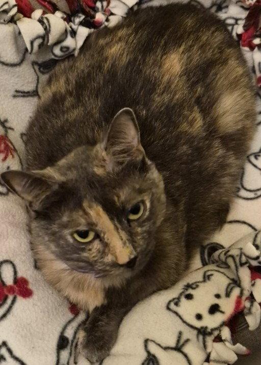 Shadow, Adoptable, Adult Female Domestic Short Hair.