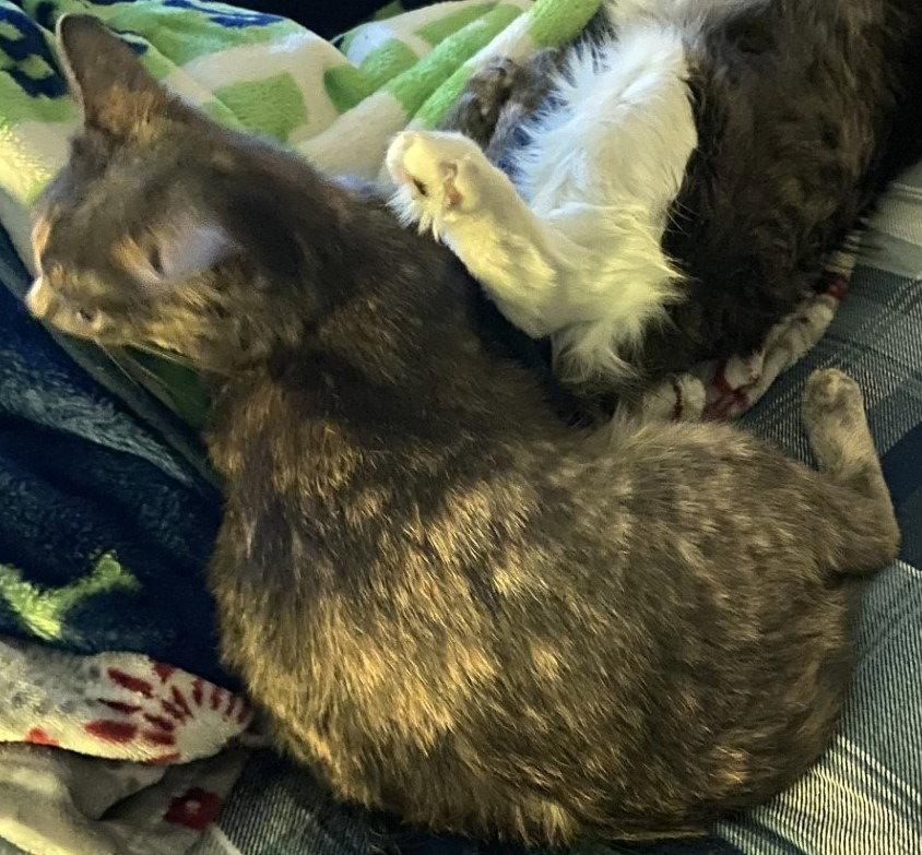 Enlarge Shadow, a Adoptable Domestic Short Hair in Battle Ground, WA image 2/3