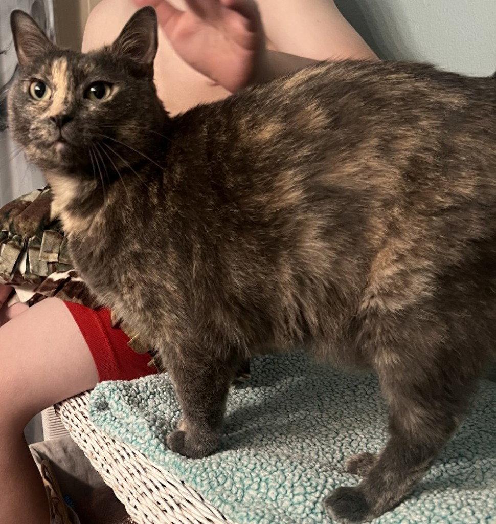 Enlarge Shadow, a Adoptable Domestic Short Hair in Battle Ground, WA image 3/3