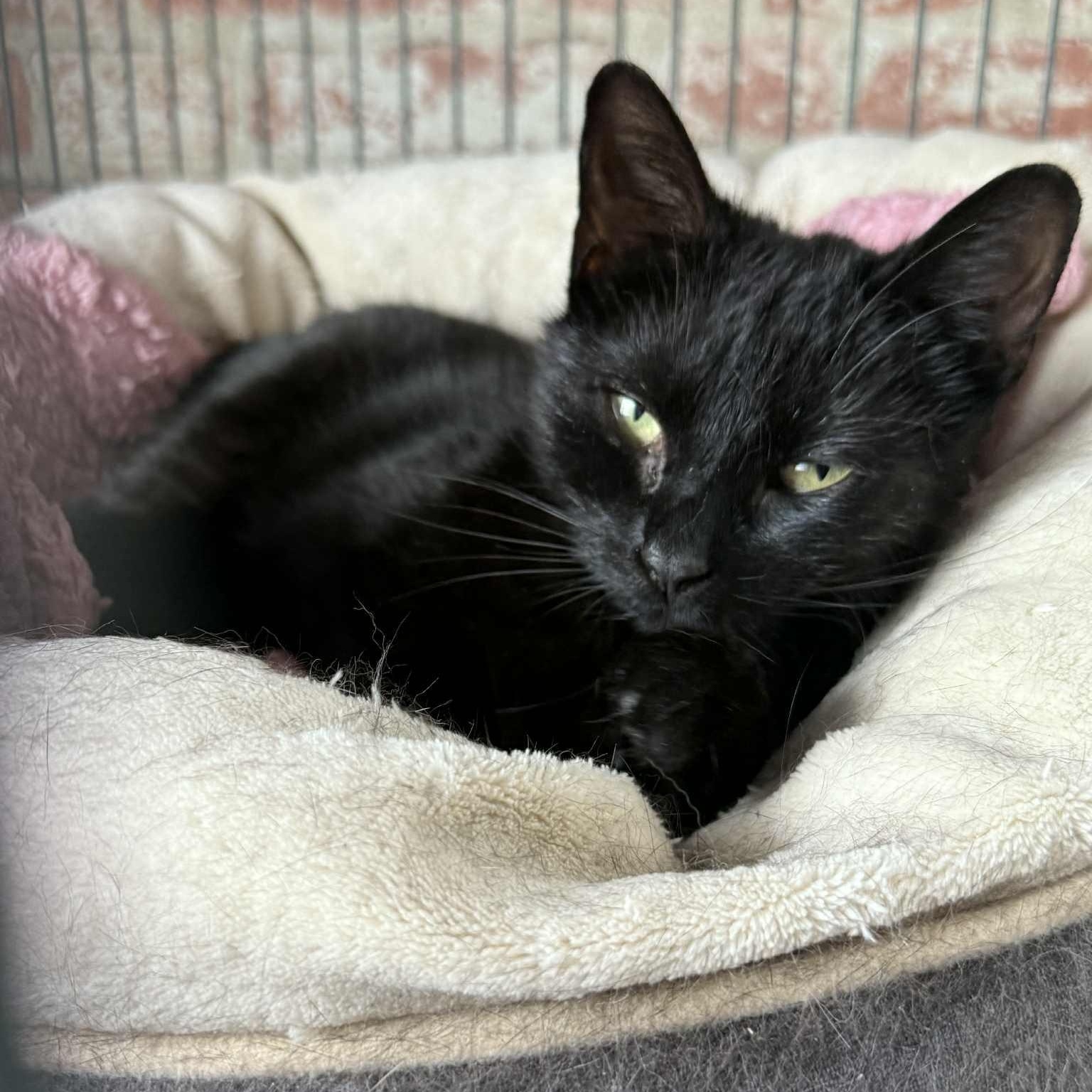 Meredith (kitten), adopted, Kitten Female Domestic Short Hair.