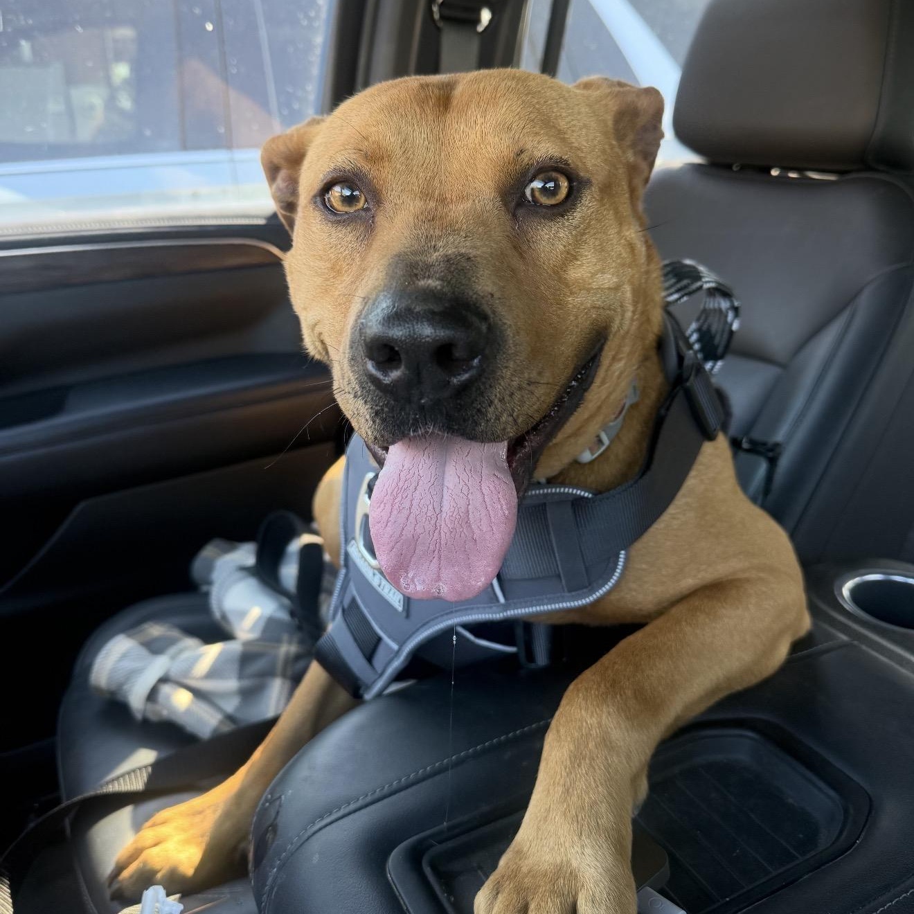 Tex , a ADOPTABLE mixed breed in Fredericksburg, VA image 1/3