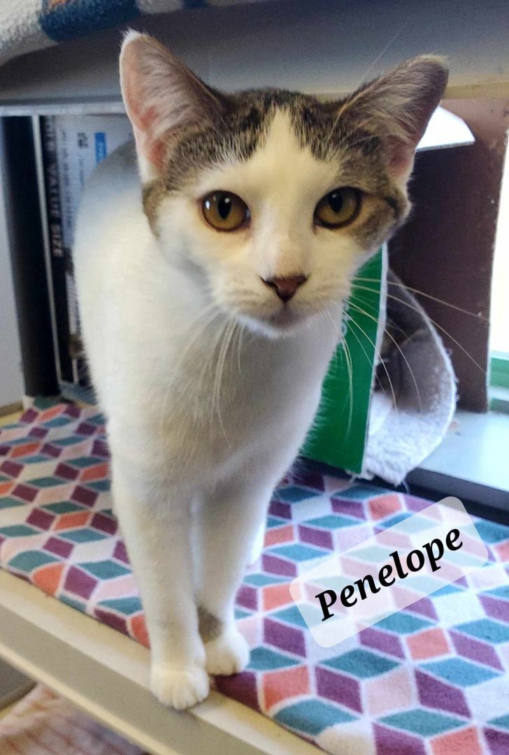 Penelope 1