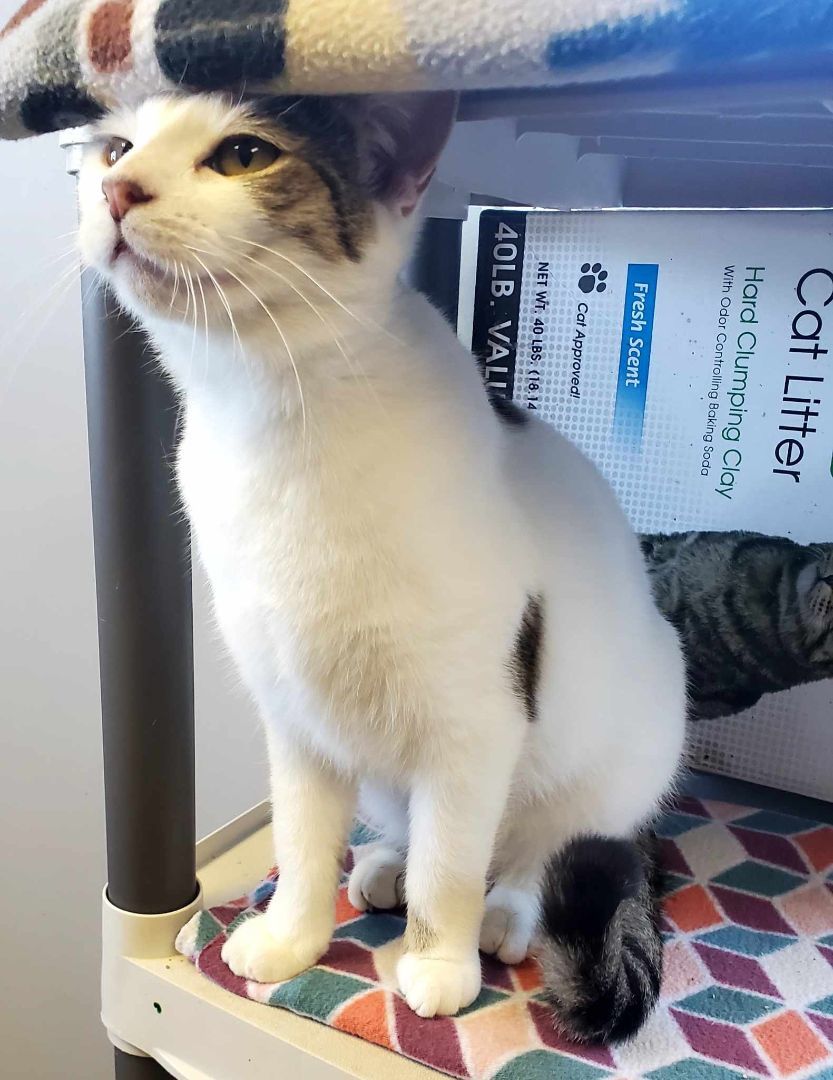 Penelope 4