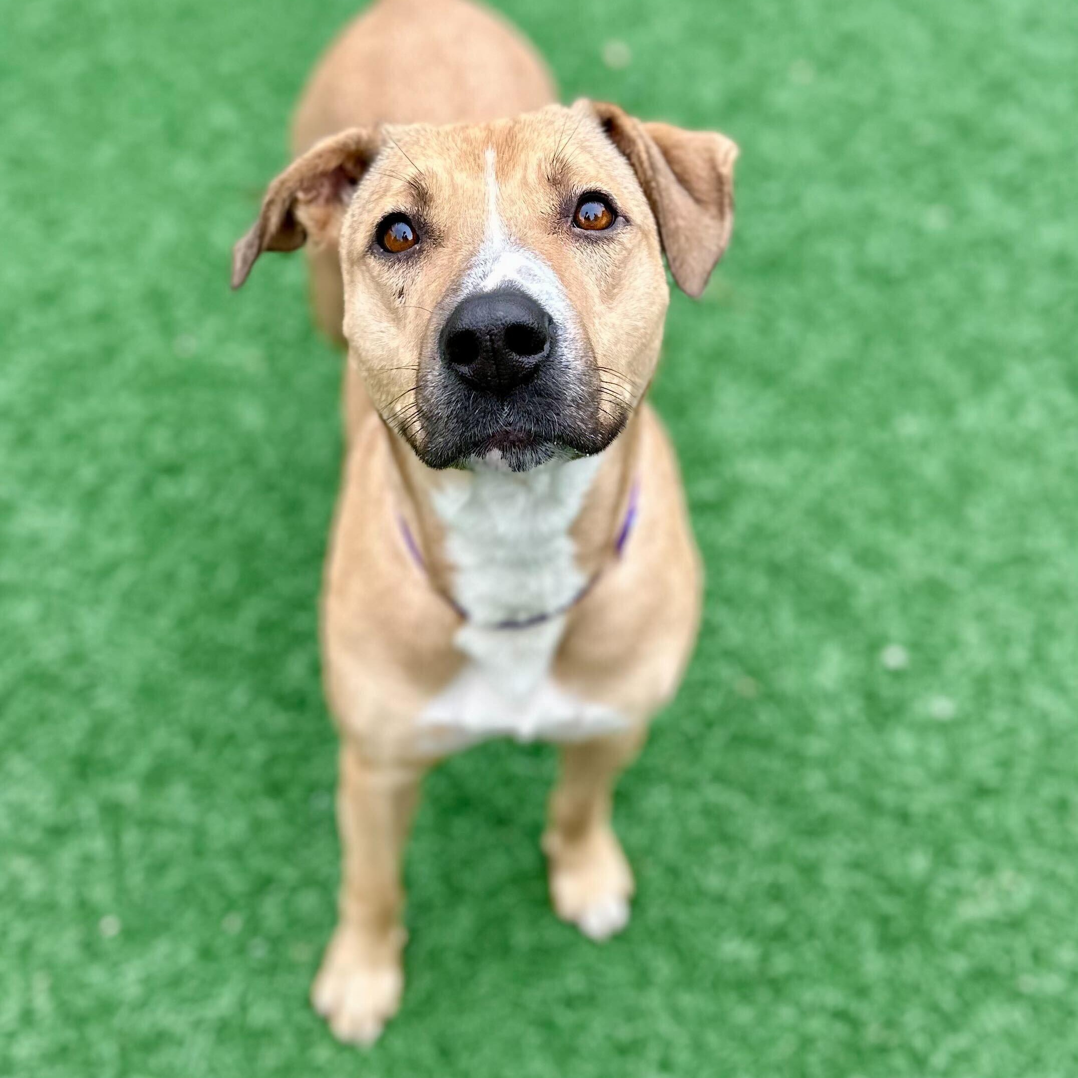Zoe *HERE IN NH*, ADOPTABLE, Young Female Mixed Breed.