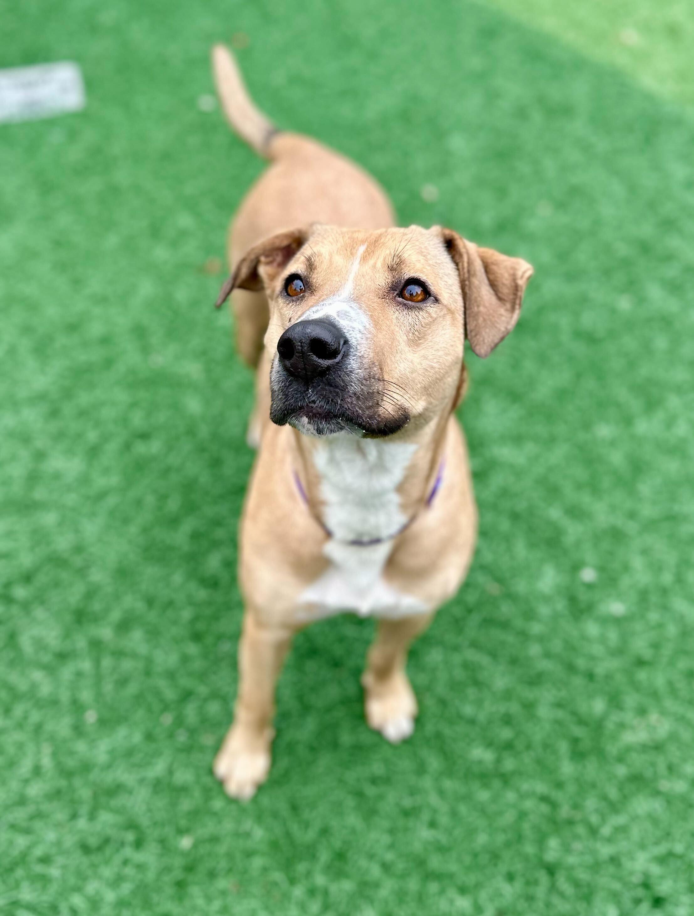 Zoe *HERE IN NH*, a ADOPTABLE Mixed Breed in Northwood, NH image 4/5