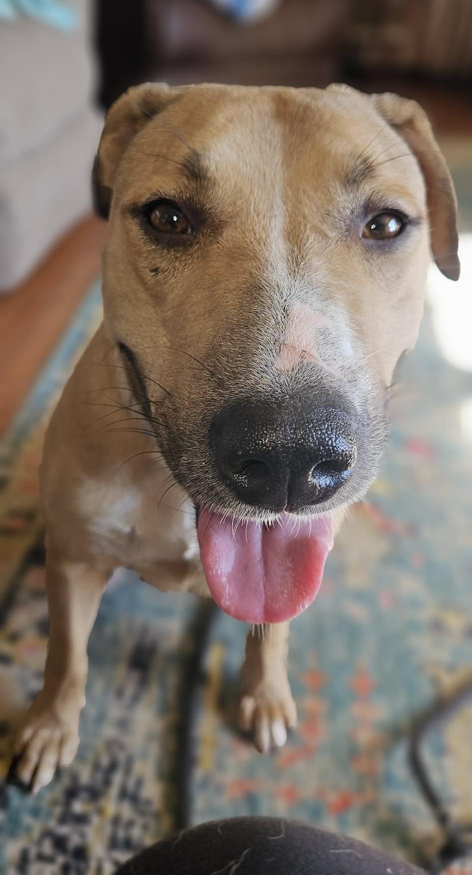 Zoe *HERE IN NH*, a ADOPTABLE Mixed Breed in Northwood, NH image 3/5