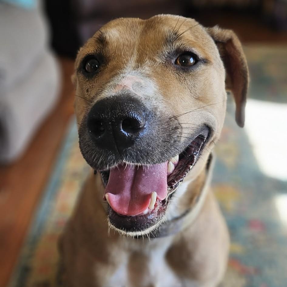 Zoe *HERE IN NH*, a ADOPTABLE Mixed Breed in Northwood, NH image 2/5