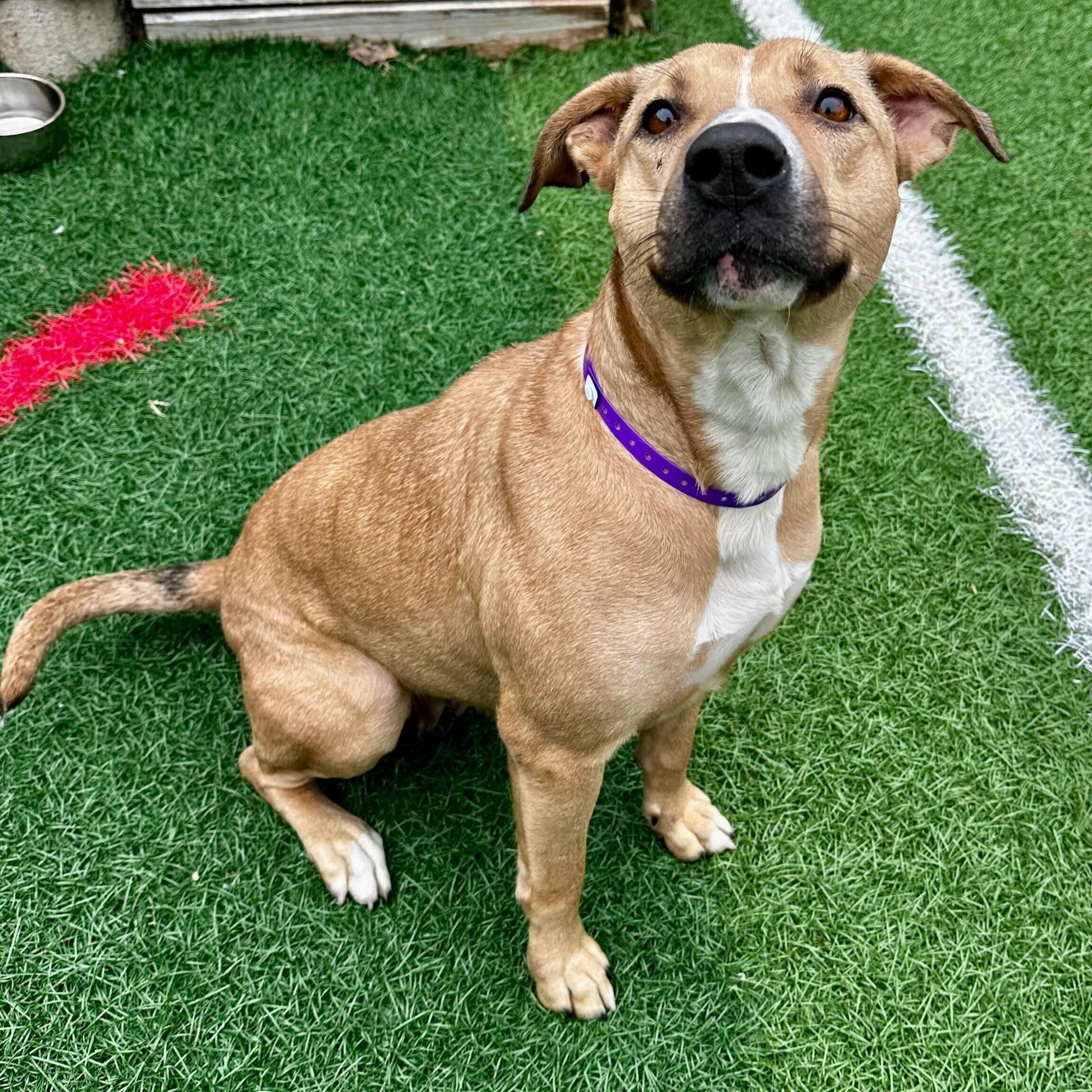 Zoe *HERE IN NH*, a ADOPTABLE Mixed Breed in Northwood, NH image 5/5