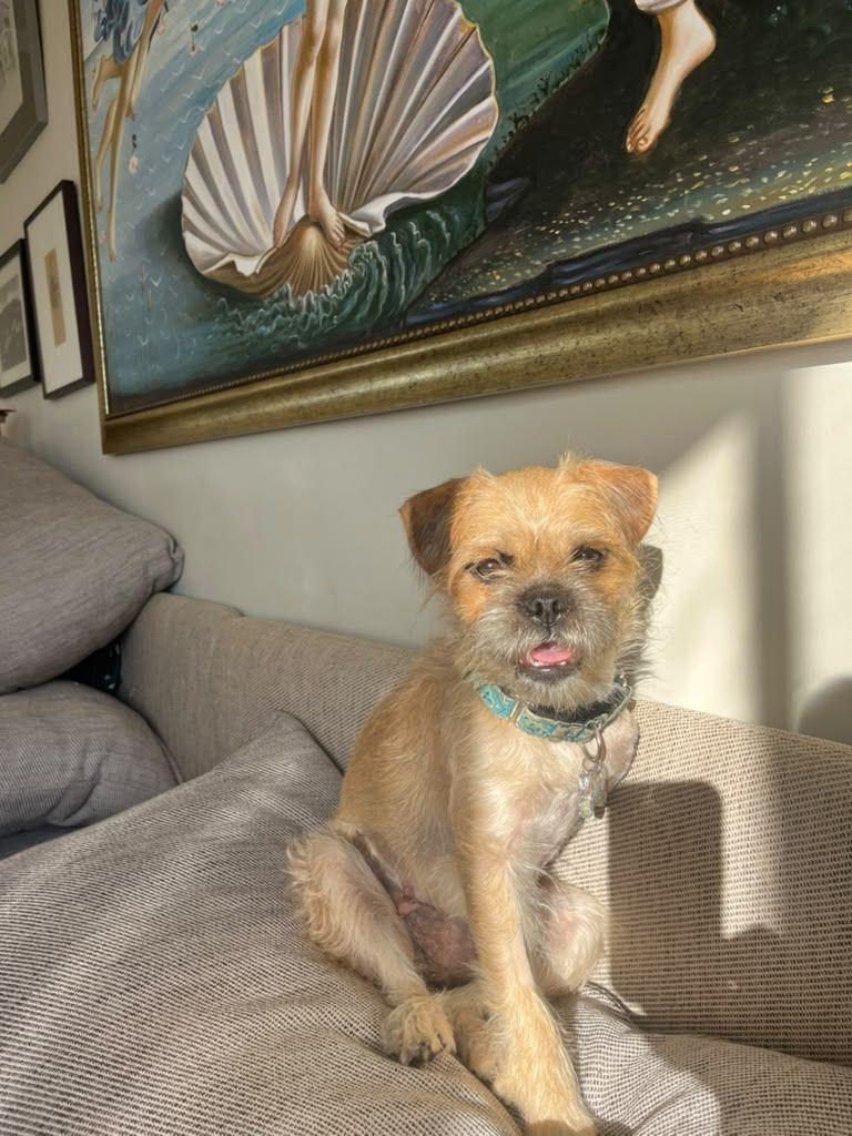 Gucci, Adoptable, Puppy Female Brussels Griffon.