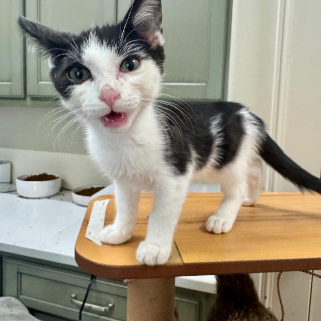 Whiskerdoodle, a Adoptable Domestic Medium Hair in Huntsville, AL image 1/2