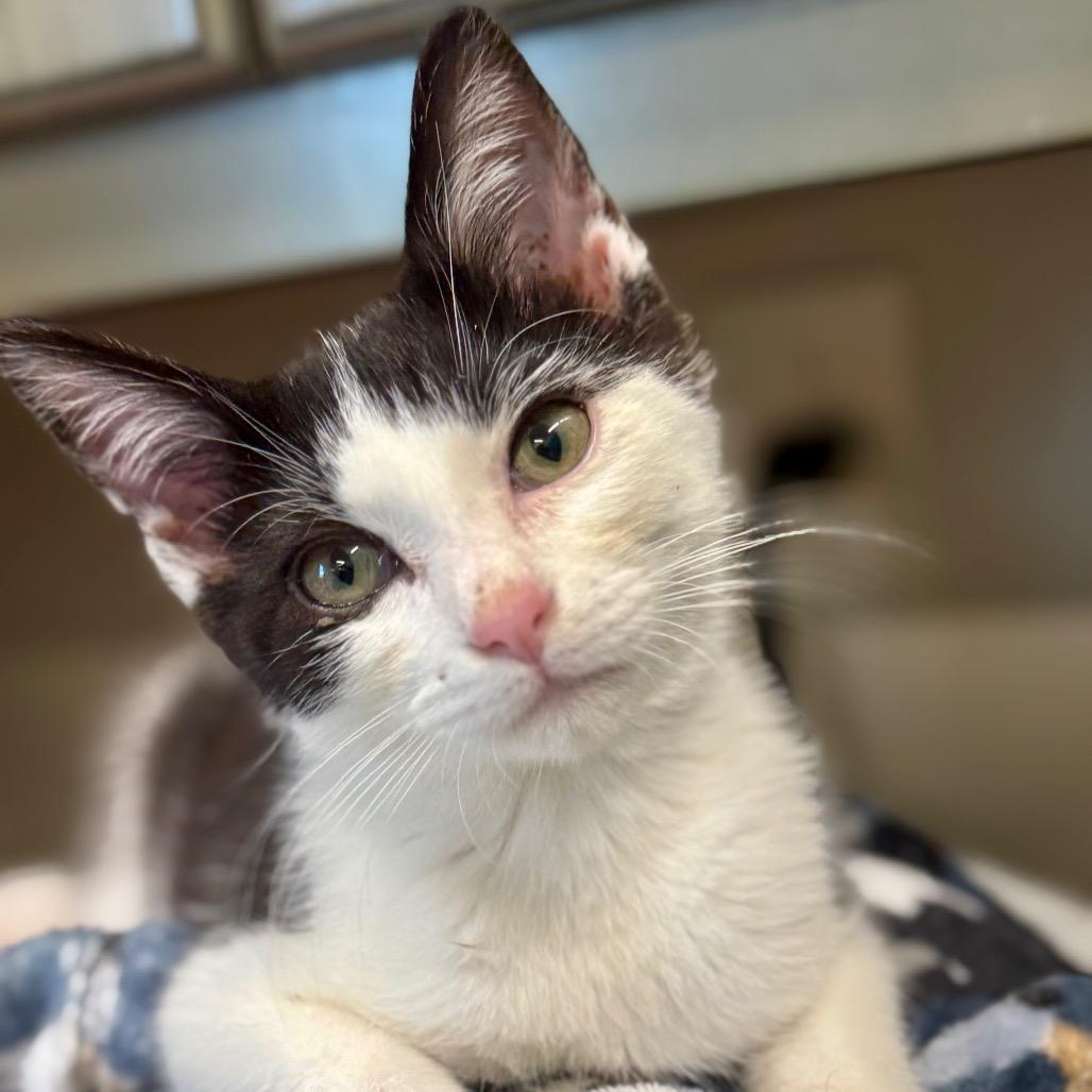 Whiskerdoodle, a Adoptable Domestic Medium Hair in Huntsville, AL image 2/2