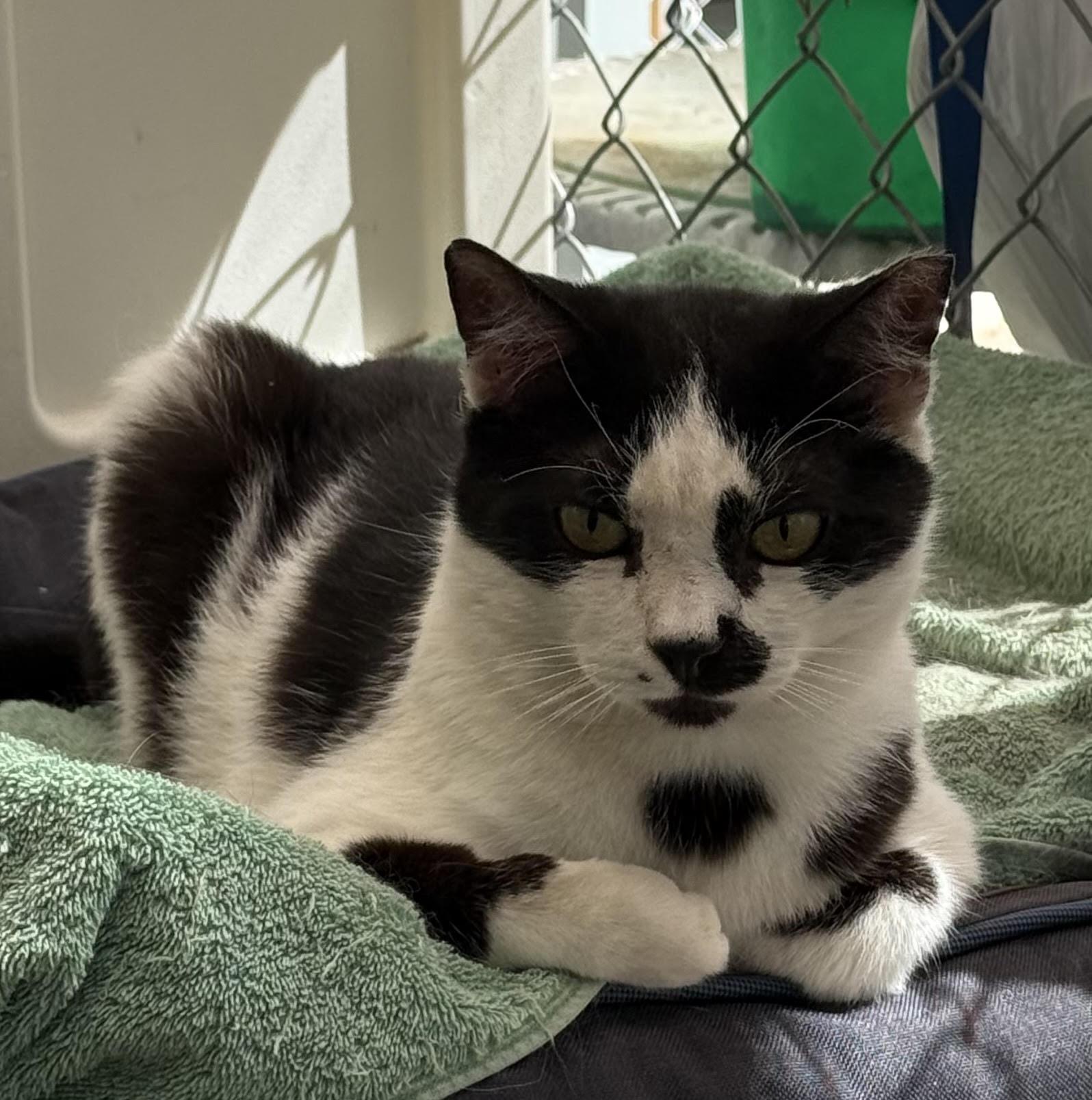 Enlarge Dexter, a Adoptable Domestic Short Hair in Butte, MT image 1/1