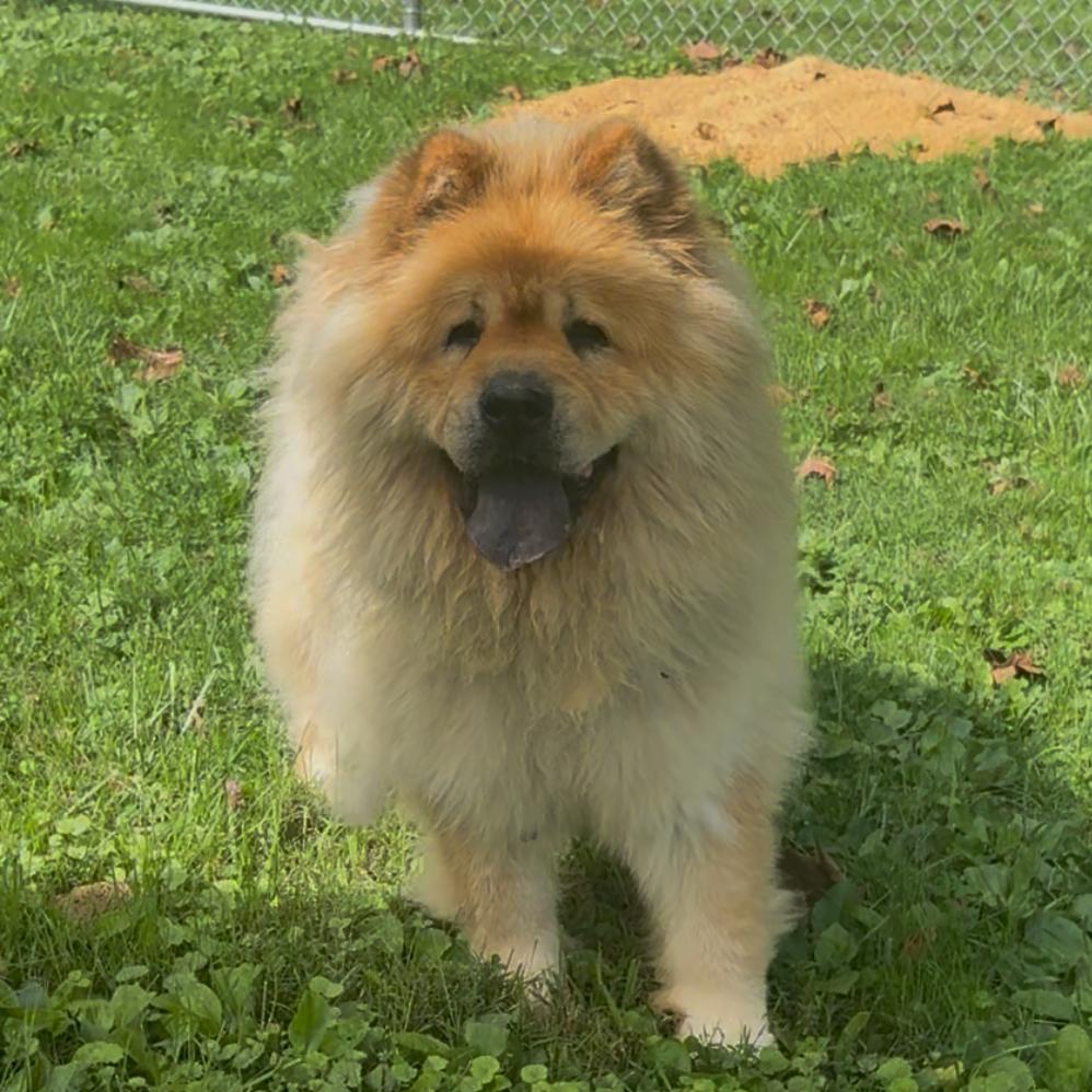 Enlarge Katie, a Adoptable Chow Chow in Fairmont, WV image 1/2