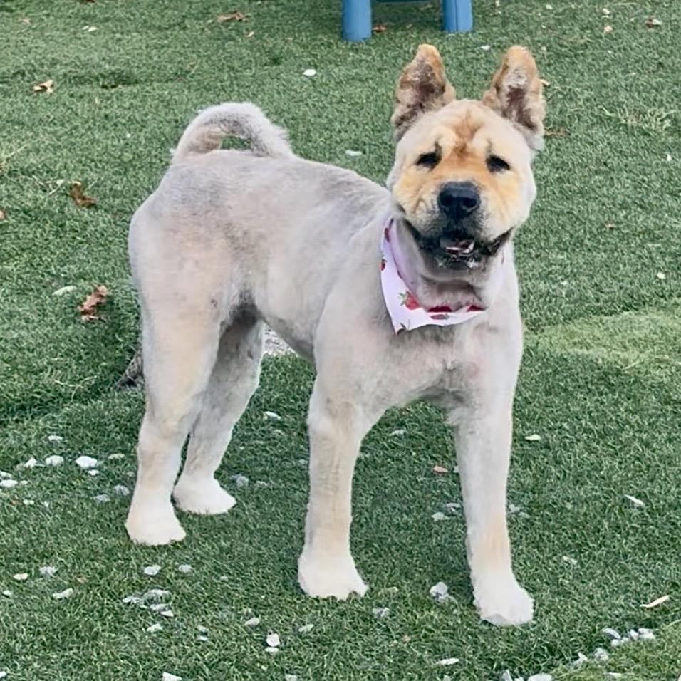 Enlarge Katie, a Adoptable Chow Chow in Fairmont, WV image 2/2