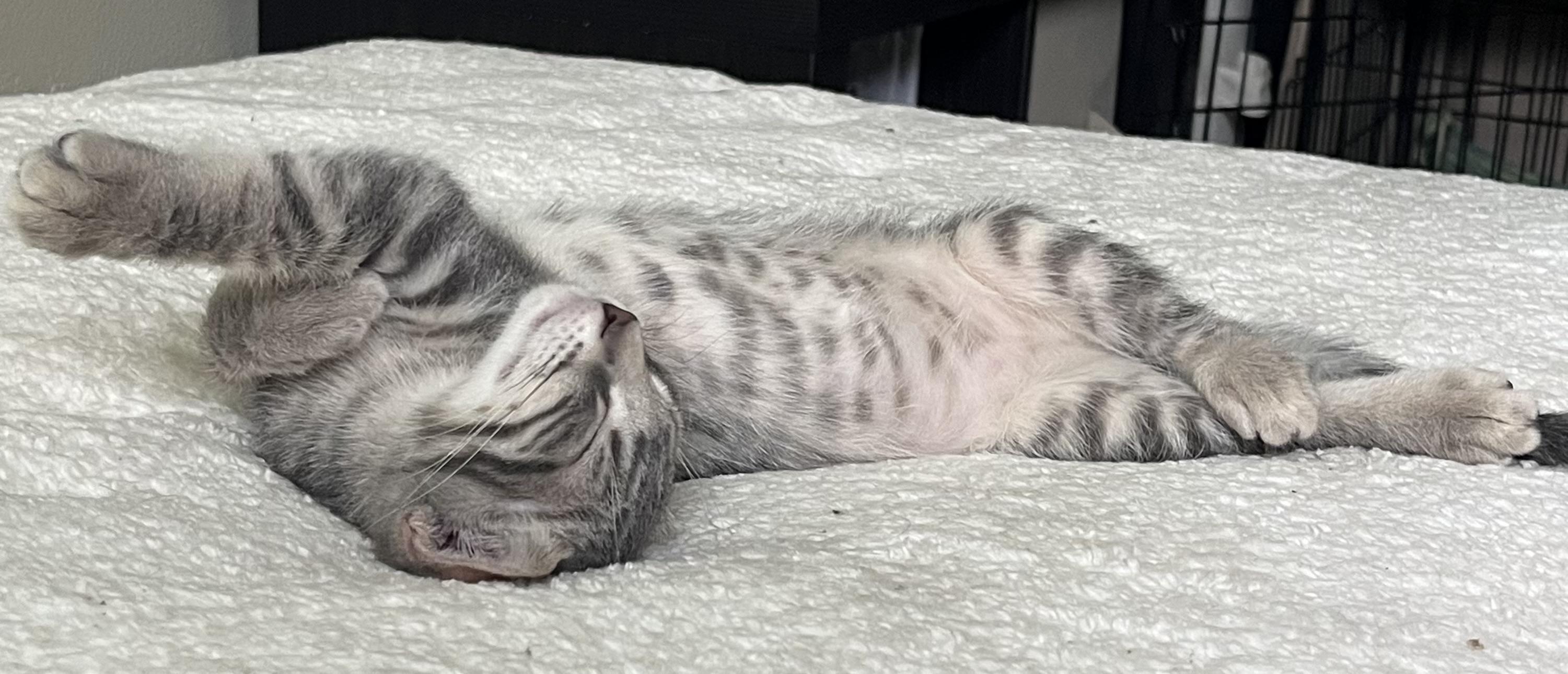 Enlarge Tate, a Adopted Domestic Short Hair in Moline, IL image 2/6
