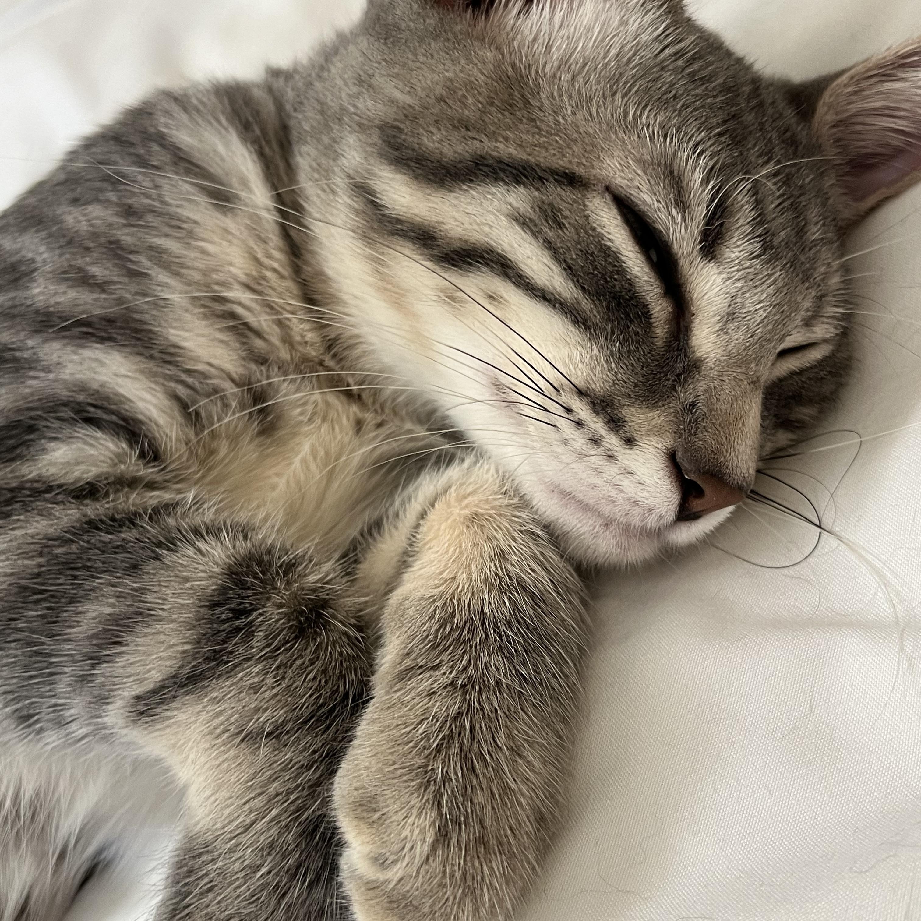 Tate, Adoptable, Kitten Male Domestic Short Hair.