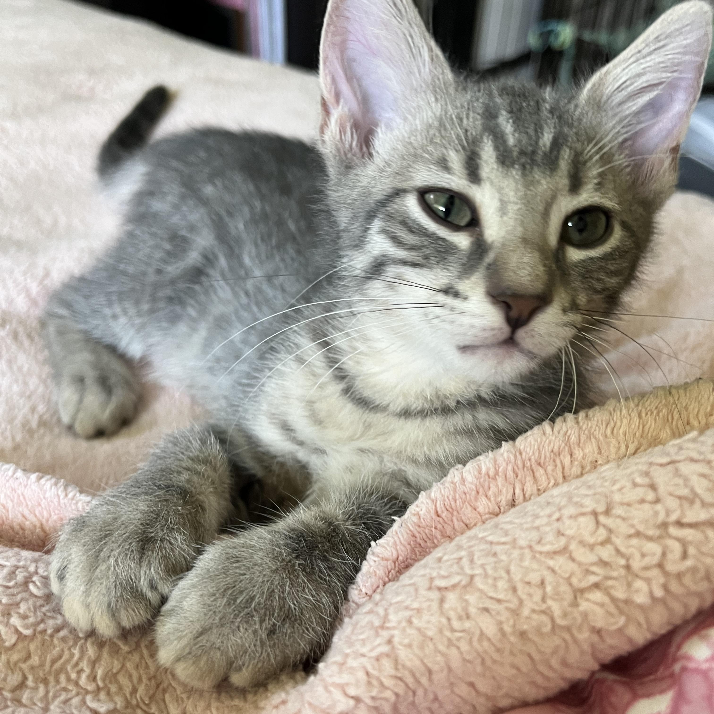 Enlarge Tate, a Adopted Domestic Short Hair in Moline, IL image 4/6