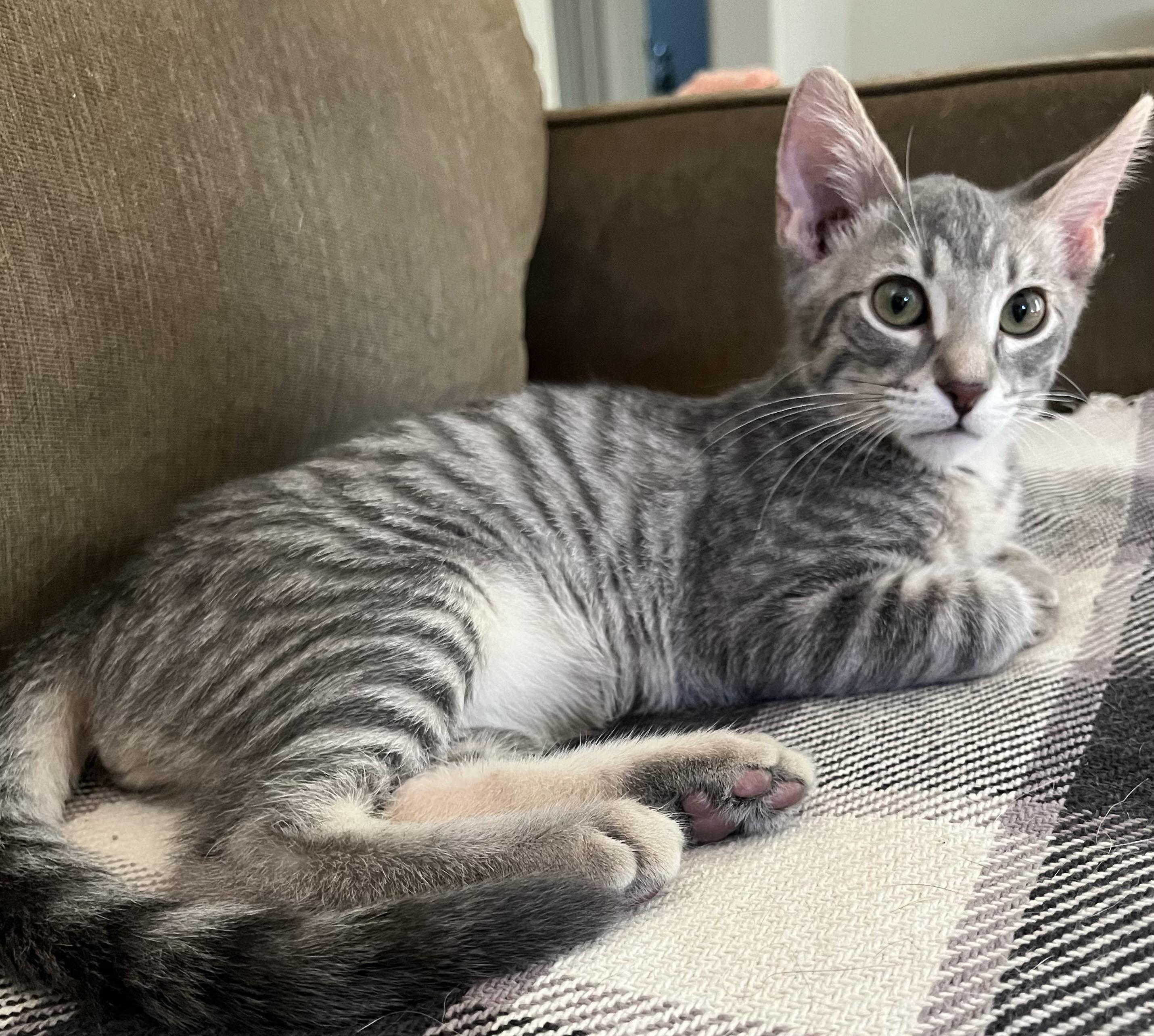 Enlarge Tate, a Adopted Domestic Short Hair in Moline, IL image 3/6