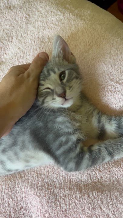 Enlarge Tate, a Adopted Domestic Short Hair in Moline, IL video 5/6
