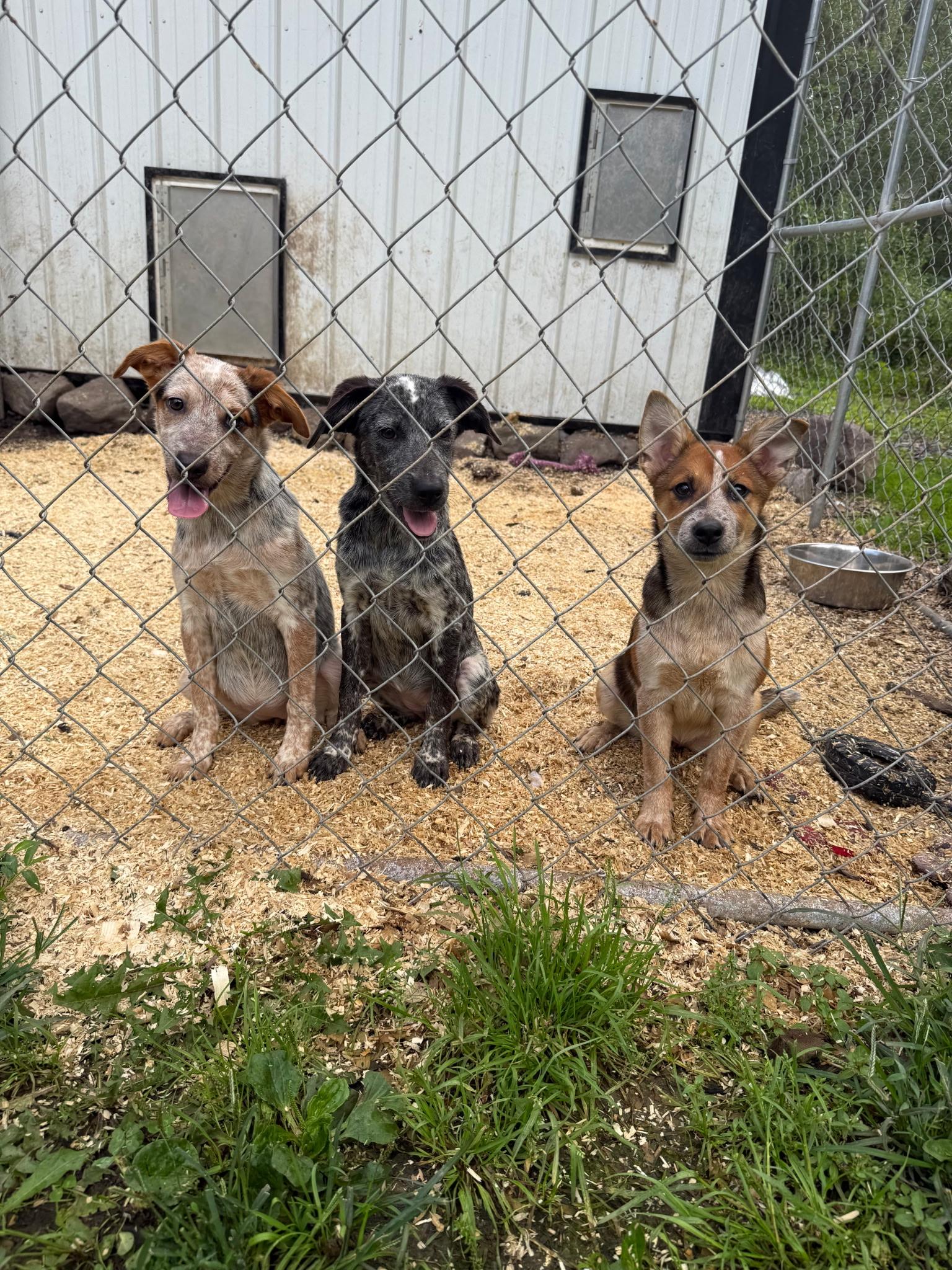 Enlarge Cattle Girls, a Adoptable mixed breed in tannersville, PA image 1/1