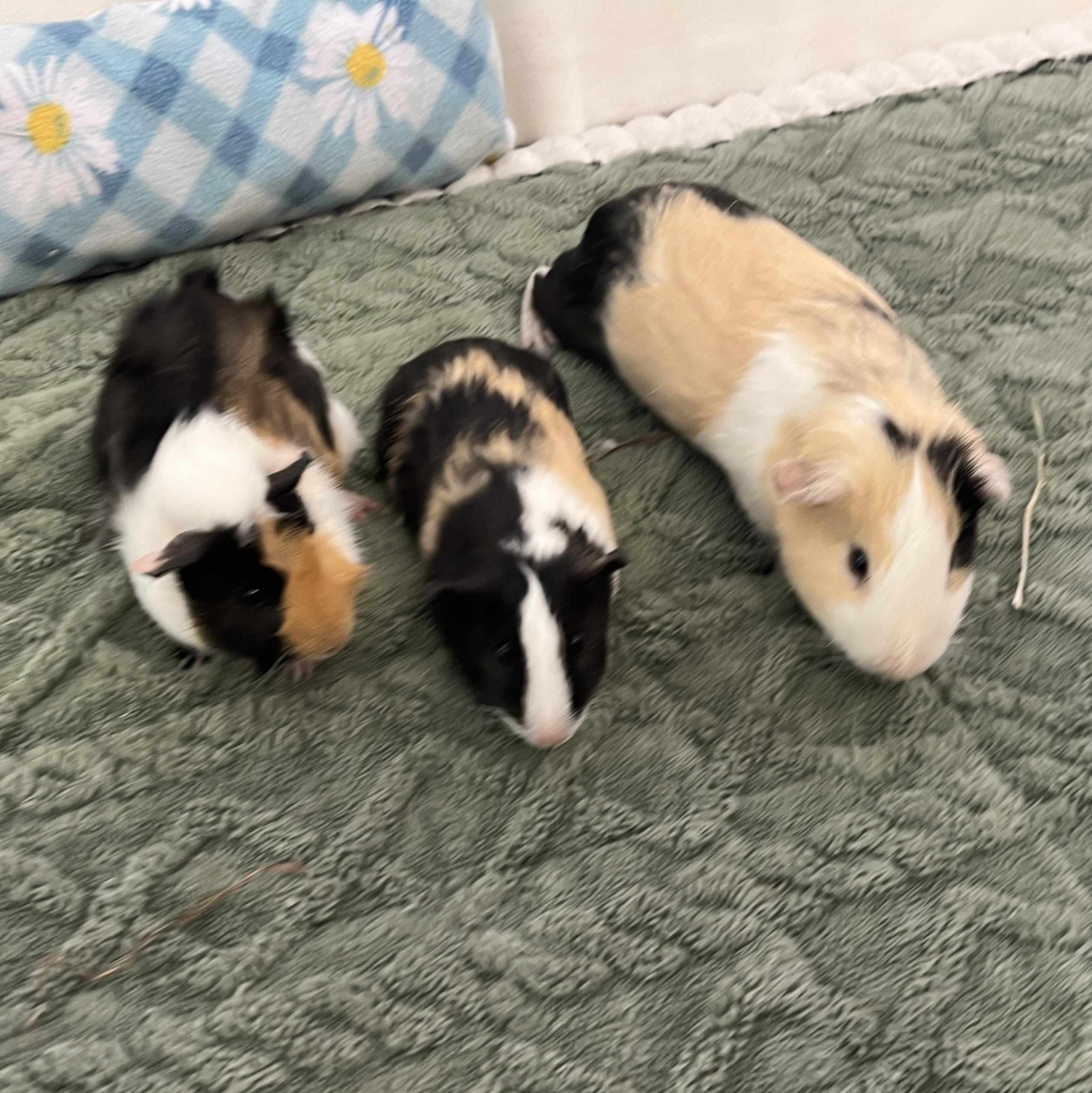 Enlarge Logan, Duncan & Angus (male trio), a Adoptable mixed breed in Oakland, CA image 3/6