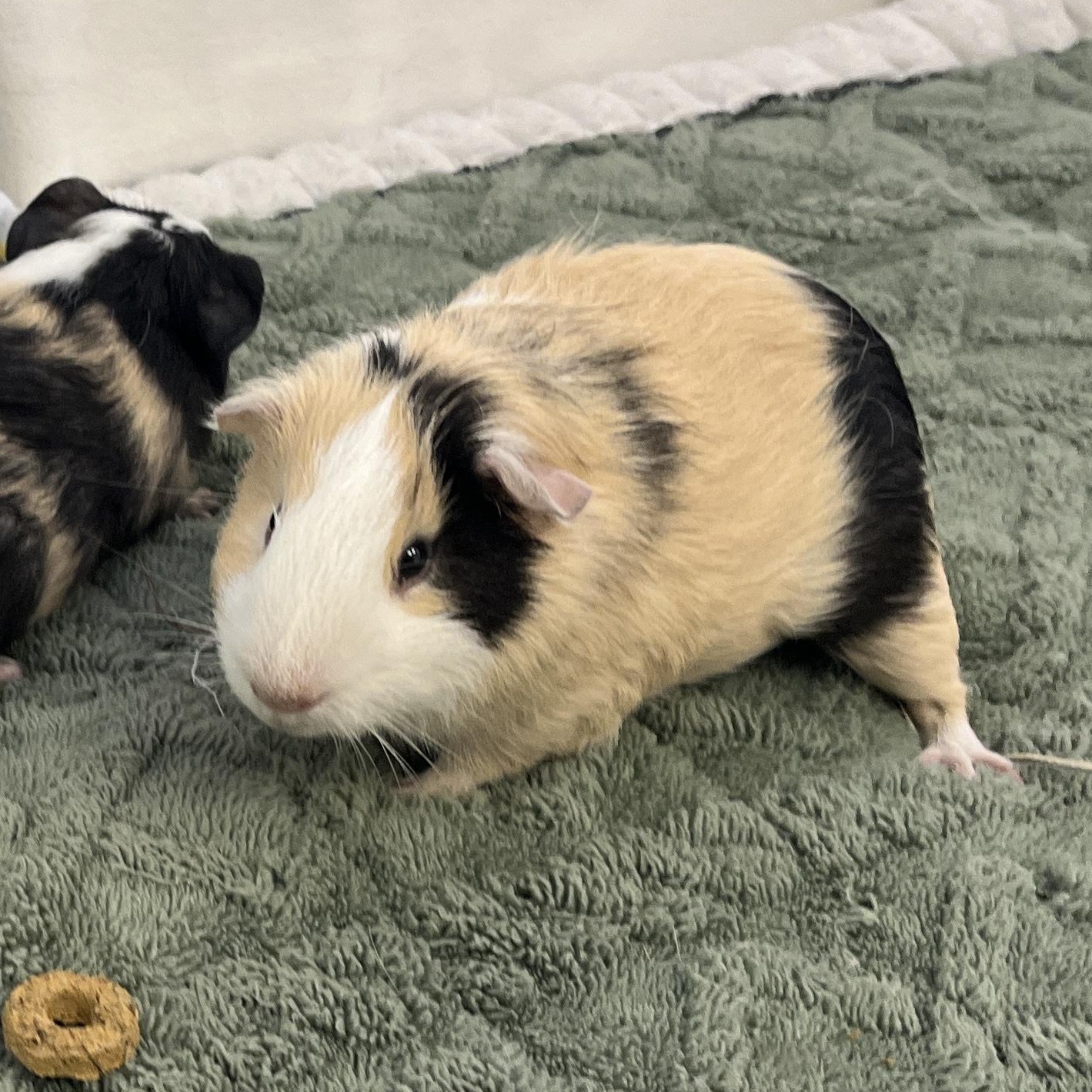 Enlarge Logan, Duncan & Angus (male trio), a Adoptable mixed breed in Oakland, CA image 5/6