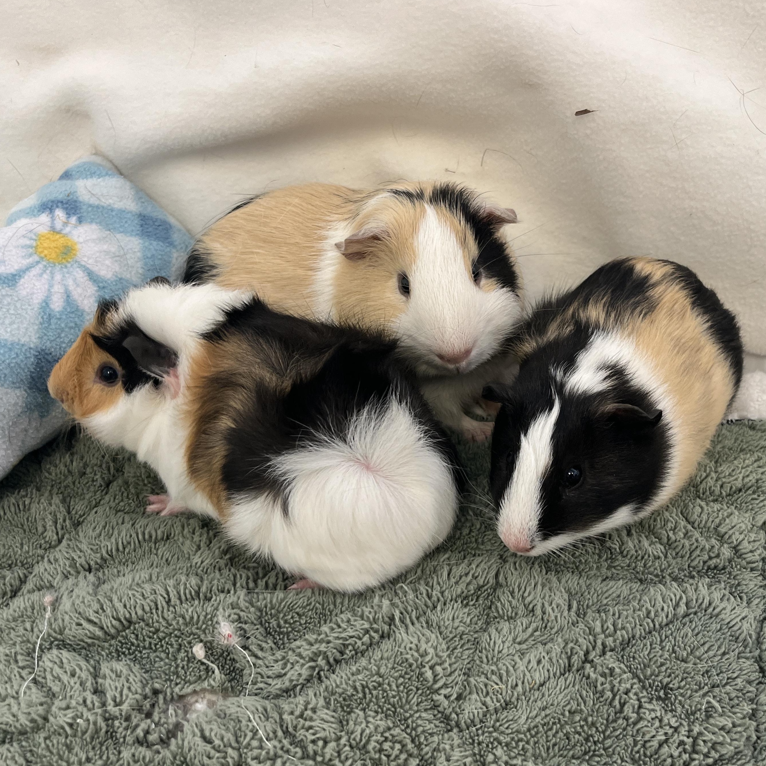 Logan, Duncan & Angus (male trio), Adoptable, Young Male Guinea Pig & Abyssinian.