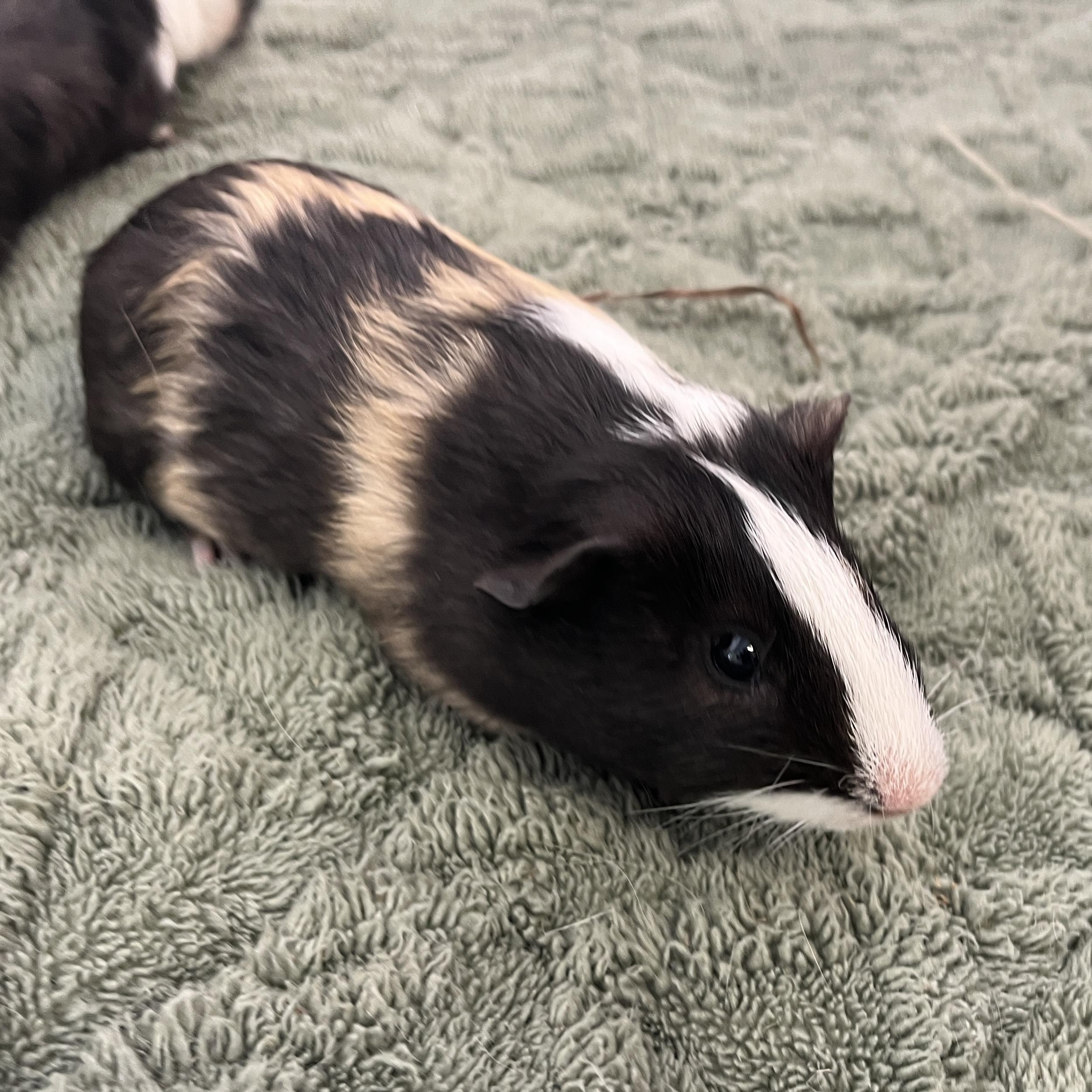 Enlarge Logan, Duncan & Angus (male trio), a Adoptable mixed breed in Oakland, CA image 4/6