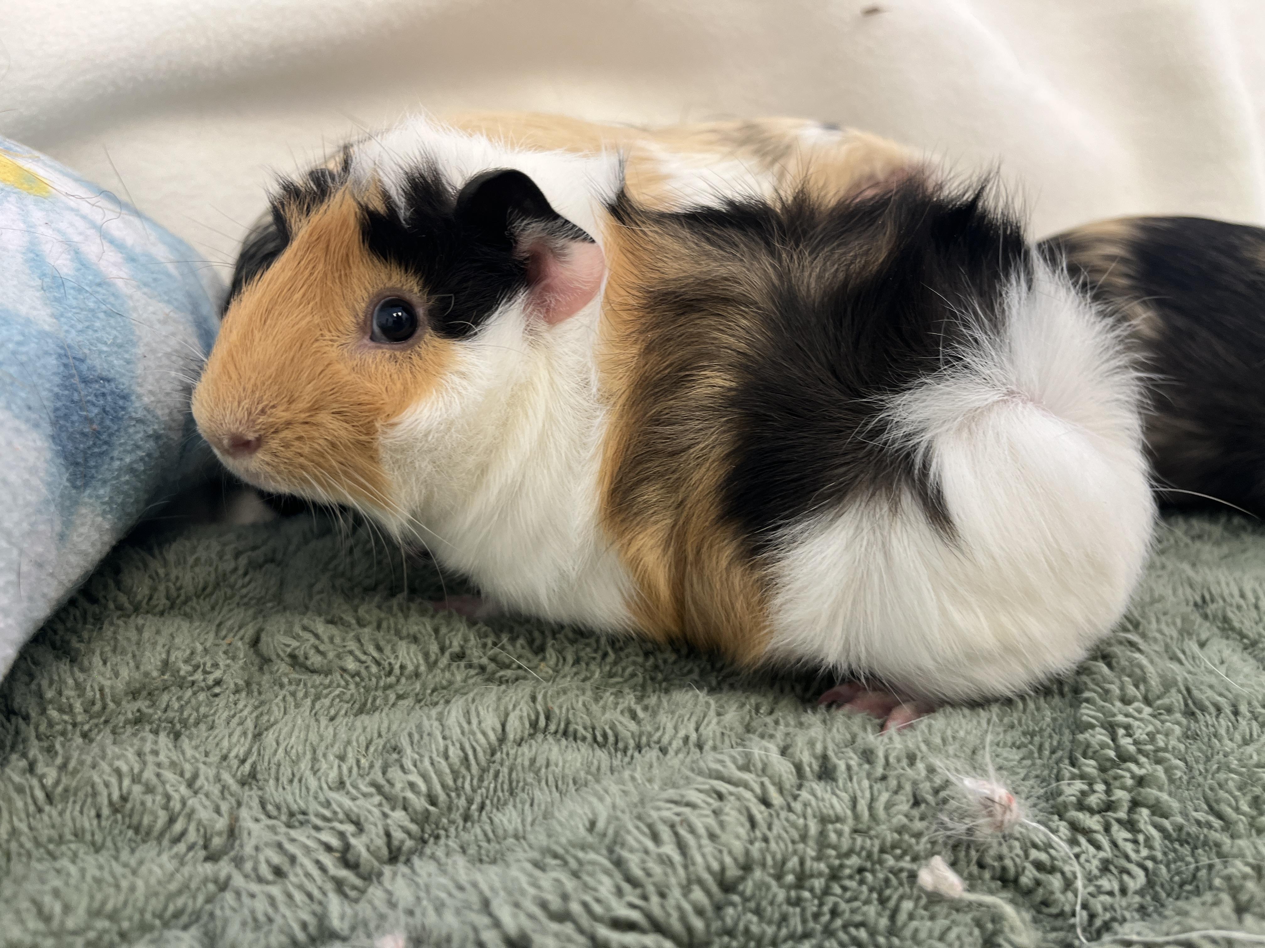 Enlarge Logan, Duncan & Angus (male trio), a Adoptable mixed breed in Oakland, CA image 6/6