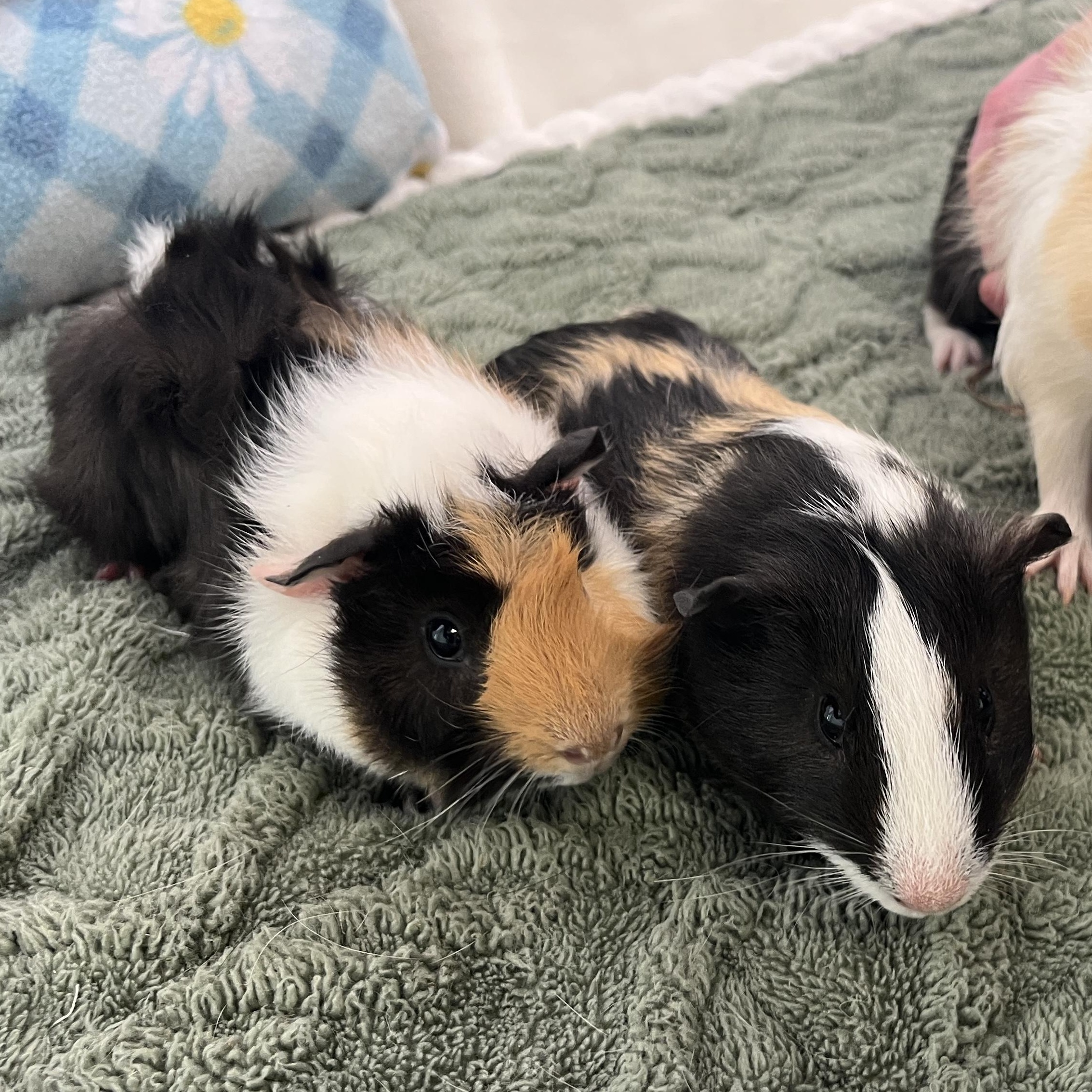 Enlarge Logan, Duncan & Angus (male trio), a Adoptable mixed breed in Oakland, CA image 2/6