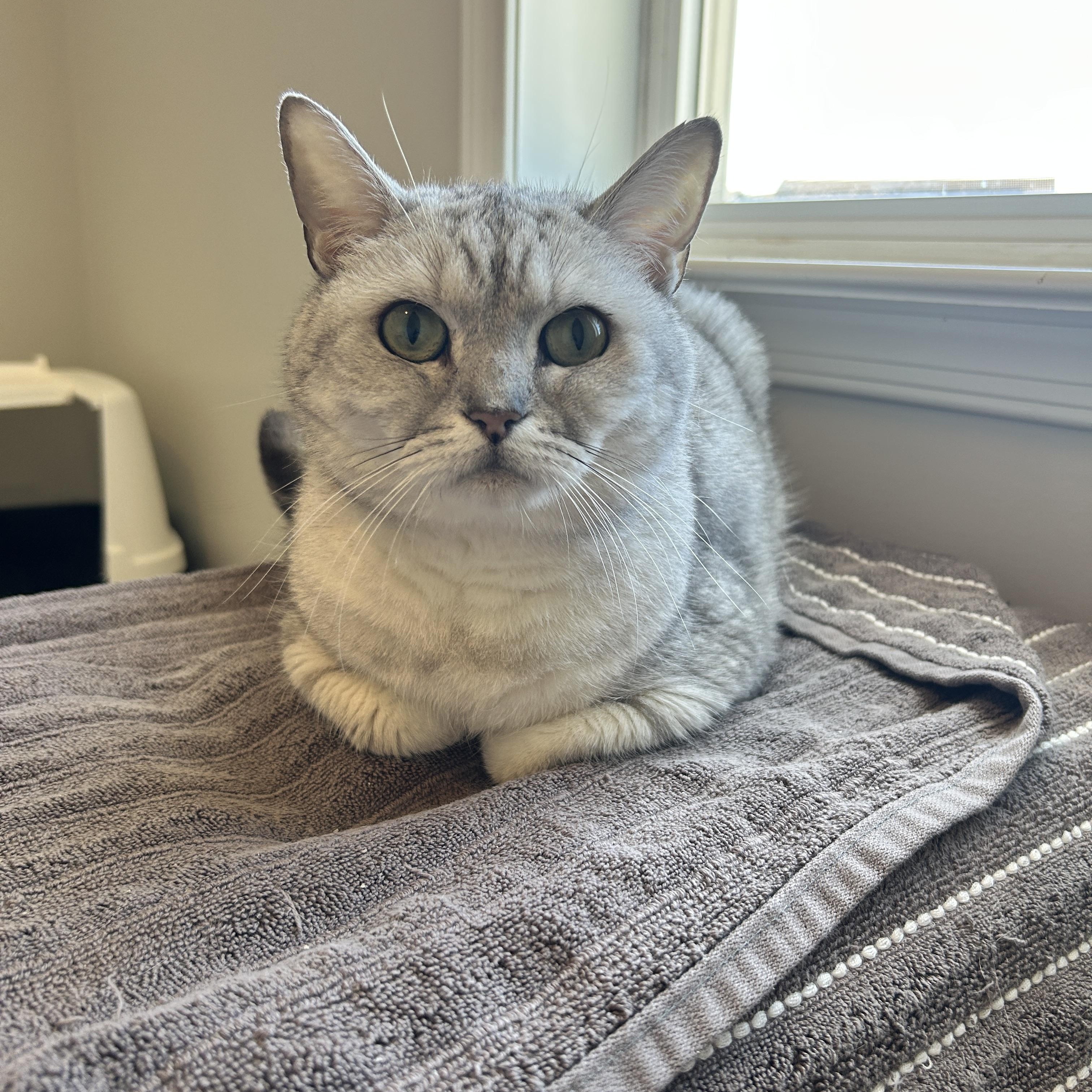 Enlarge Leo, a Adopted British Shorthair in Lancaster, PA image 1/3