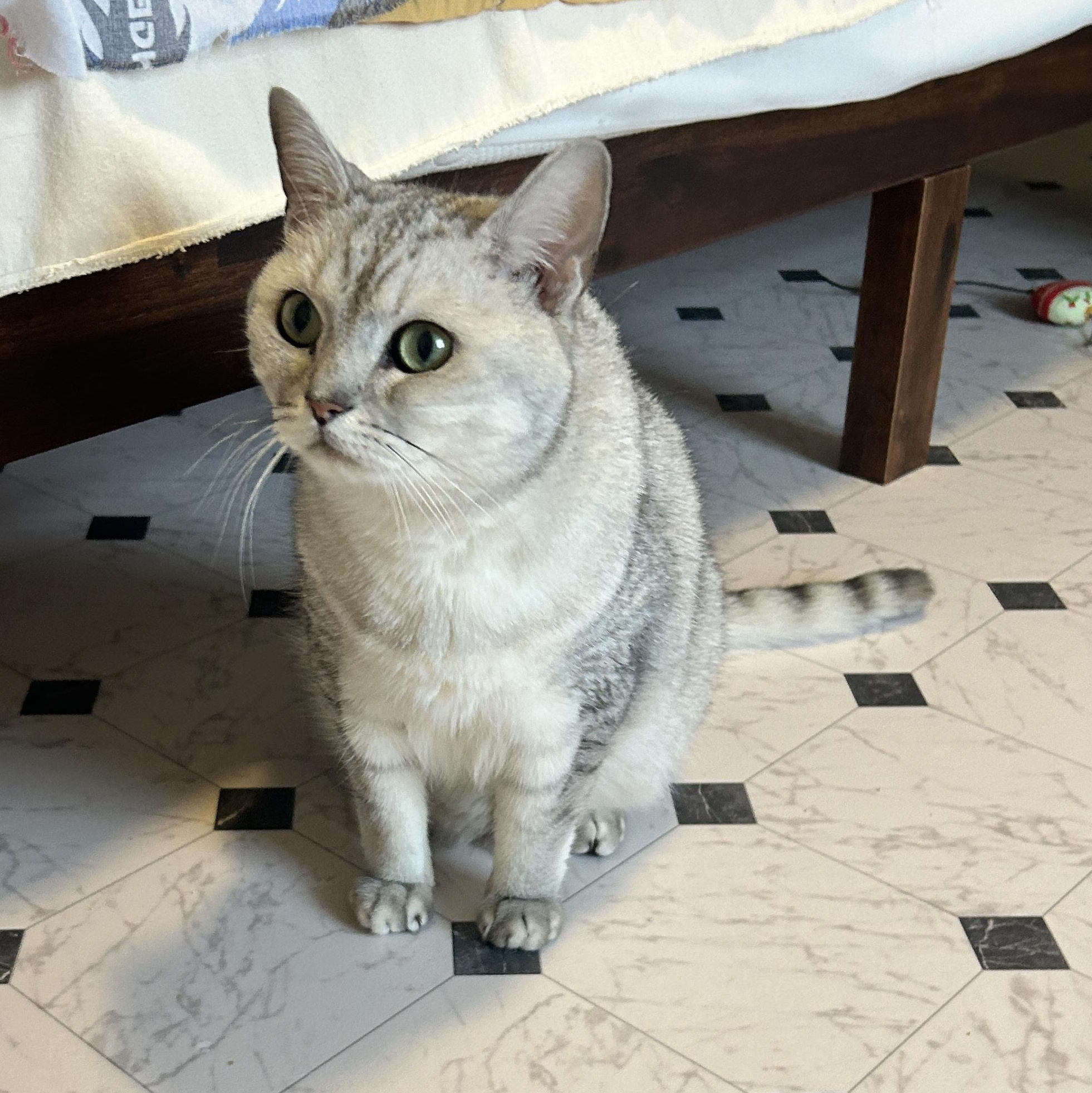 Enlarge Leo, a Adopted British Shorthair in Lancaster, PA image 2/3