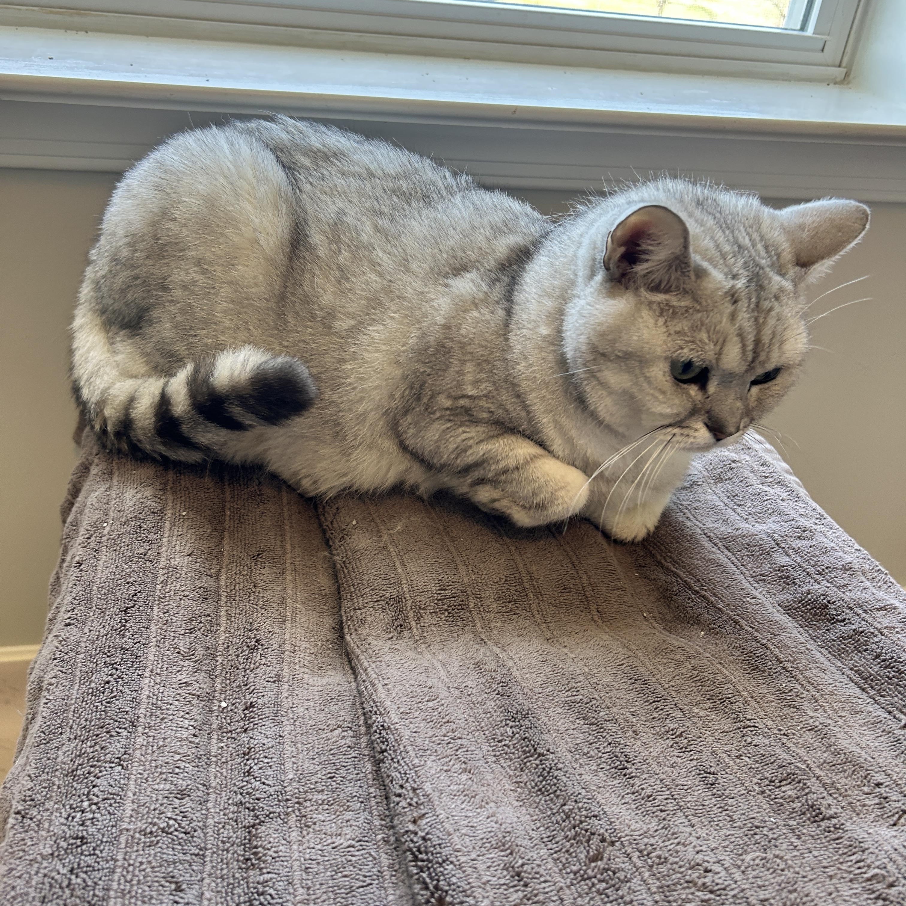 Enlarge Leo, a Adopted British Shorthair in Lancaster, PA image 3/3