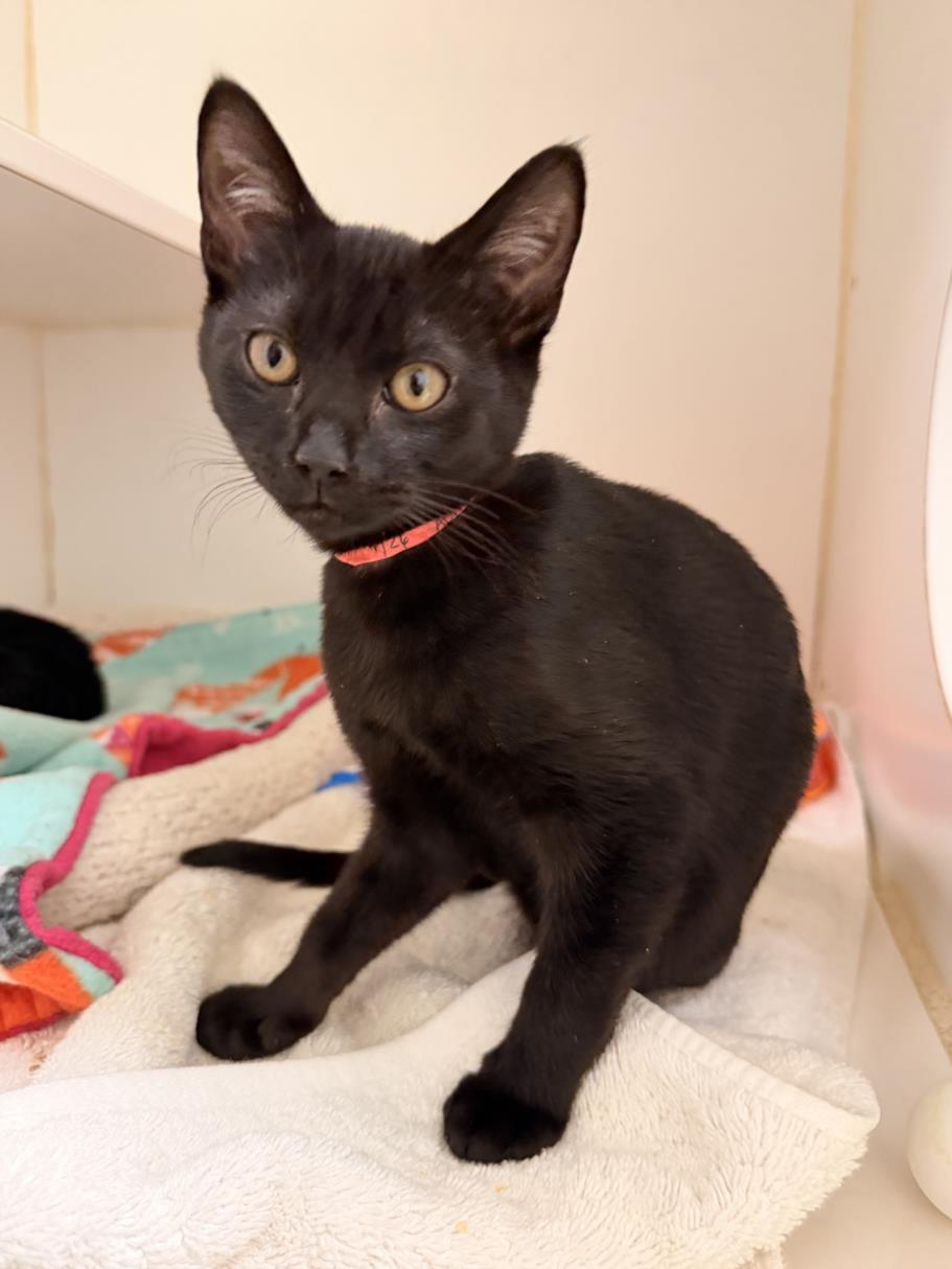 Enlarge TAMERA, a Adoptable Domestic Short Hair in Hayward, CA image 1/1