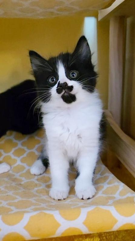 George, adopted, Kitten Male Domestic Long Hair.