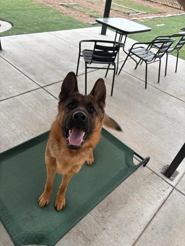 Enlarge Fry, a ADOPTABLE German Shepherd Dog in Seward, NE image 2/4