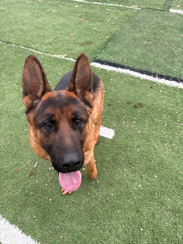 Enlarge Fry, a ADOPTABLE German Shepherd Dog in Seward, NE image 3/4