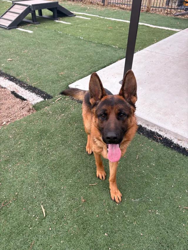 Fry, ADOPTABLE, Young Male German Shepherd Dog.