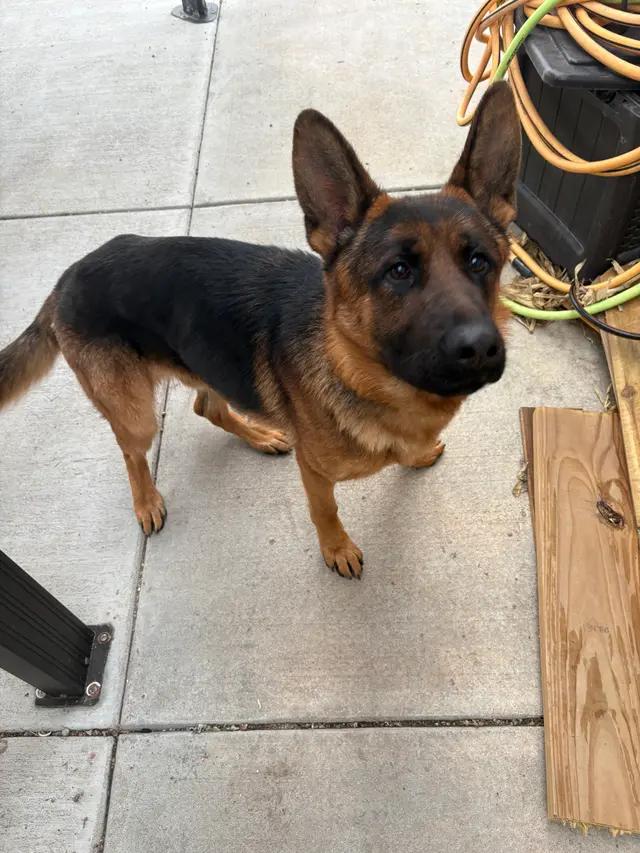 Enlarge Fry, a ADOPTABLE German Shepherd Dog in Seward, NE image 4/4