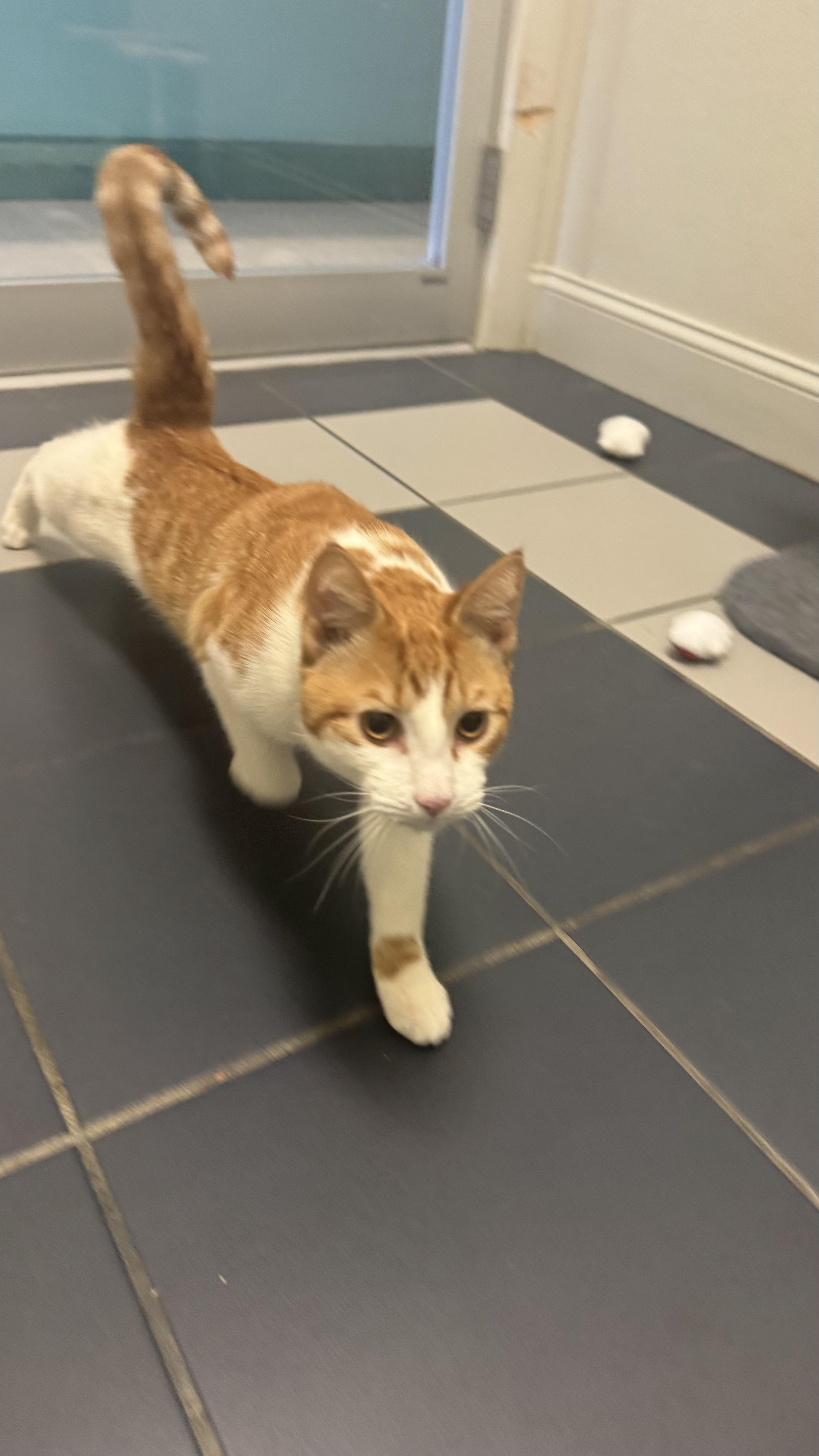 Enlarge Linguini, an adopted Domestic Short Hair in Fall River, MA image 3/3