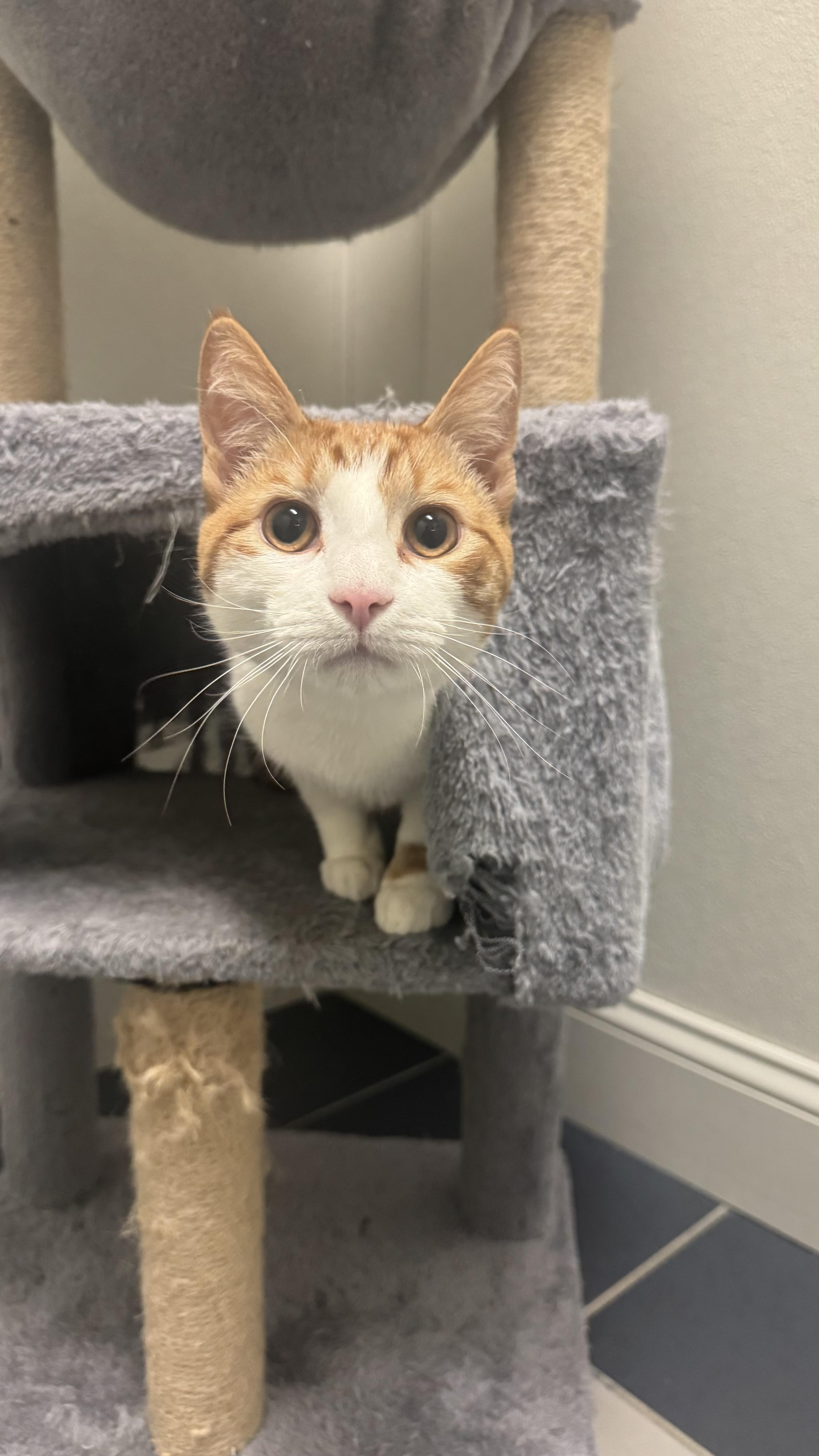 Enlarge Linguini, an adopted Domestic Short Hair in Fall River, MA image 1/3