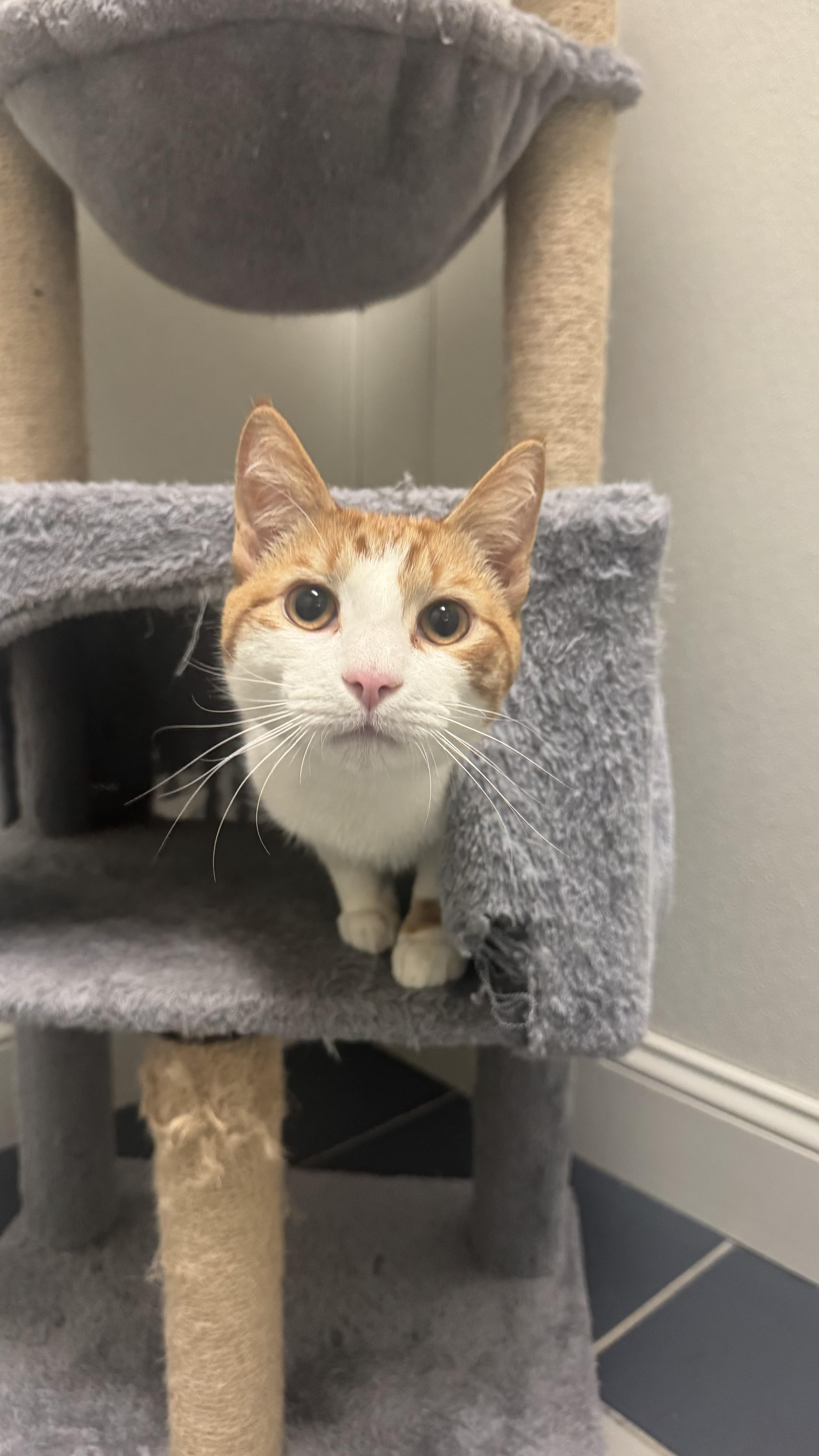 Enlarge Linguini, an adopted Domestic Short Hair in Fall River, MA image 2/3