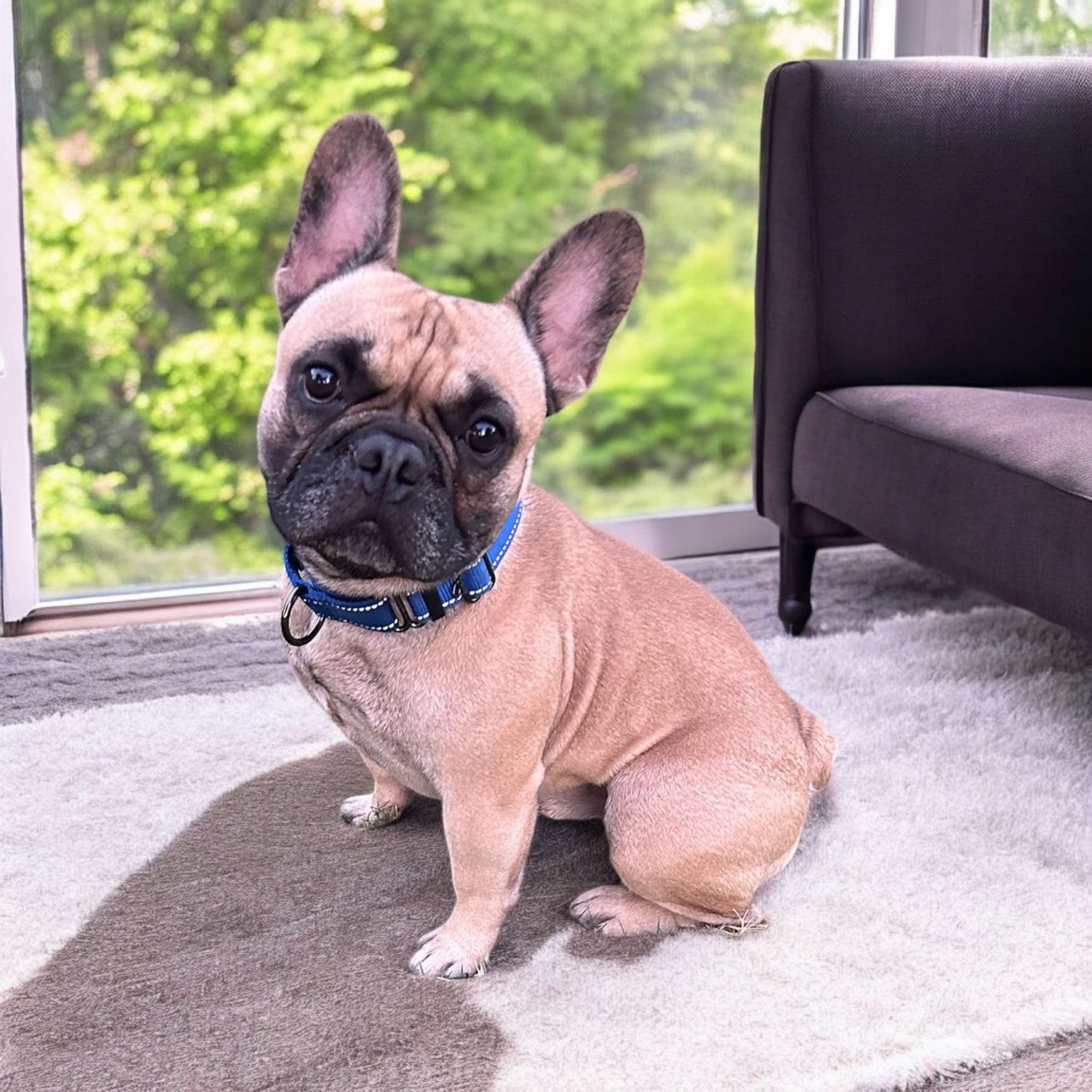 Dog for adoption Otto, a French Bulldog Mix in Bloomsburg , PA