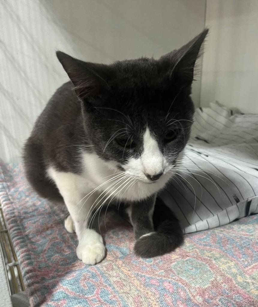 Uncle Buck, Adoptable, Young Male Domestic Short Hair.