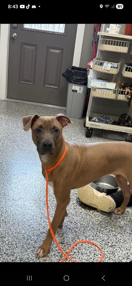 Enlarge Charlie, a Adoptable mixed breed in Vincennes, IN image 1/1