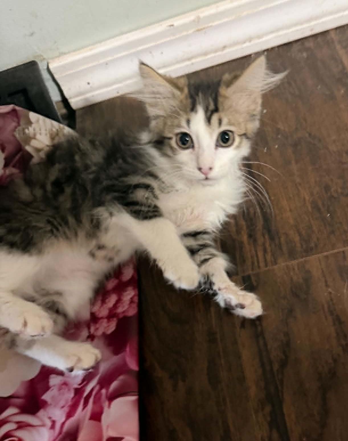 Rocket, an adopted Domestic Long Hair in Overland Park, KS image 2/2