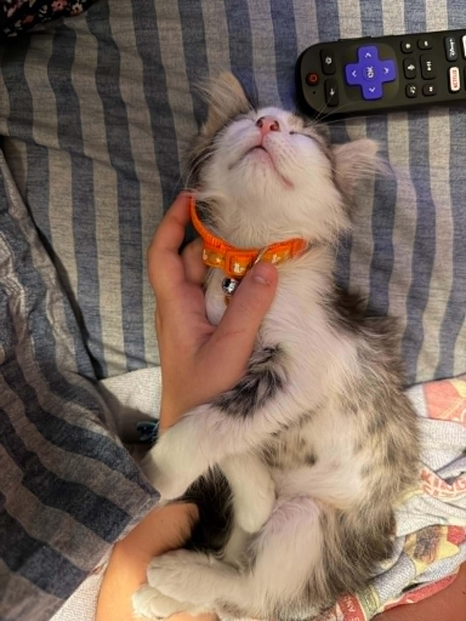 Rocket, adopted, Kitten Male Domestic Long Hair.