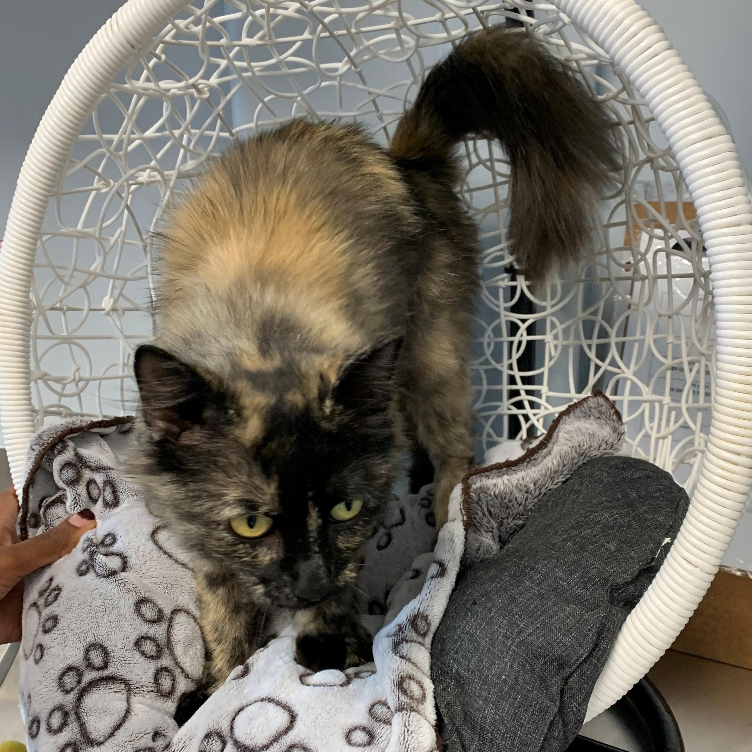 Zara, an adoptable Domestic Medium Hair in Brooks, AB, T1R 1B2 | Photo Image 4