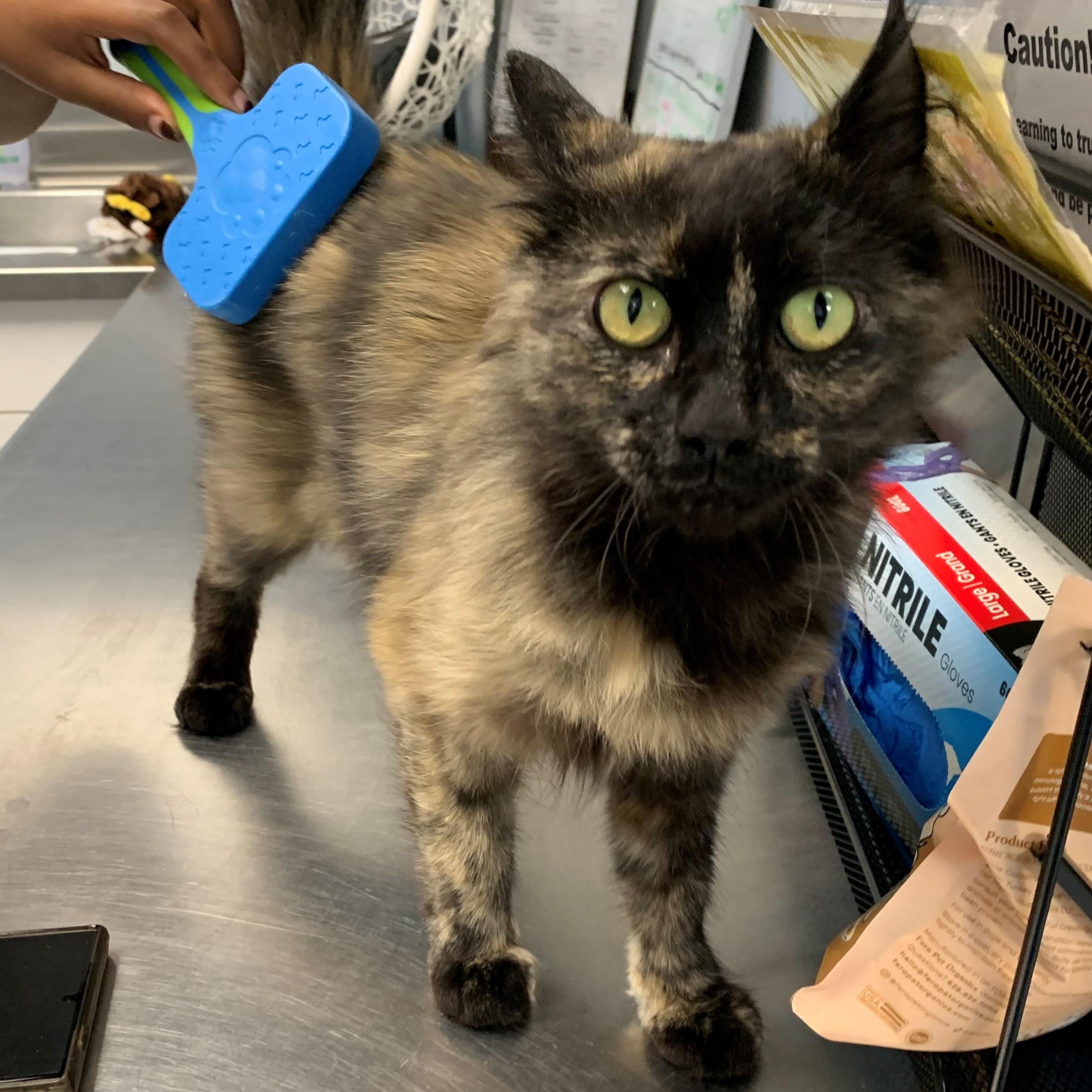 Free Cats for Adoption: Find Your Perfect Feline Friend Today